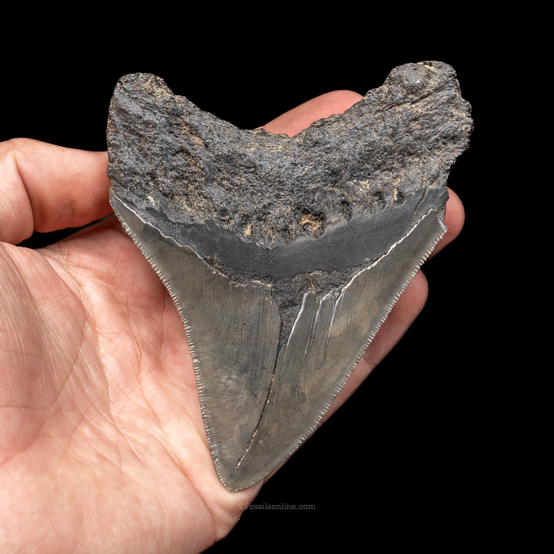 South Carolina Megalodon 4.46"