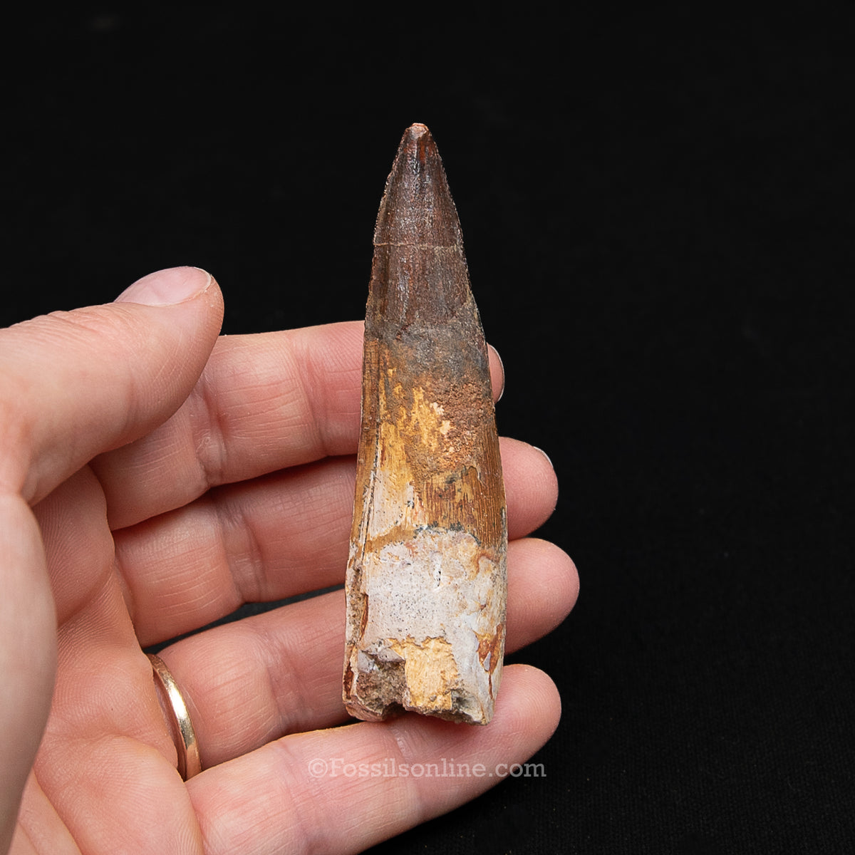 Spinosaurus Dinosaur Tooth Med Case