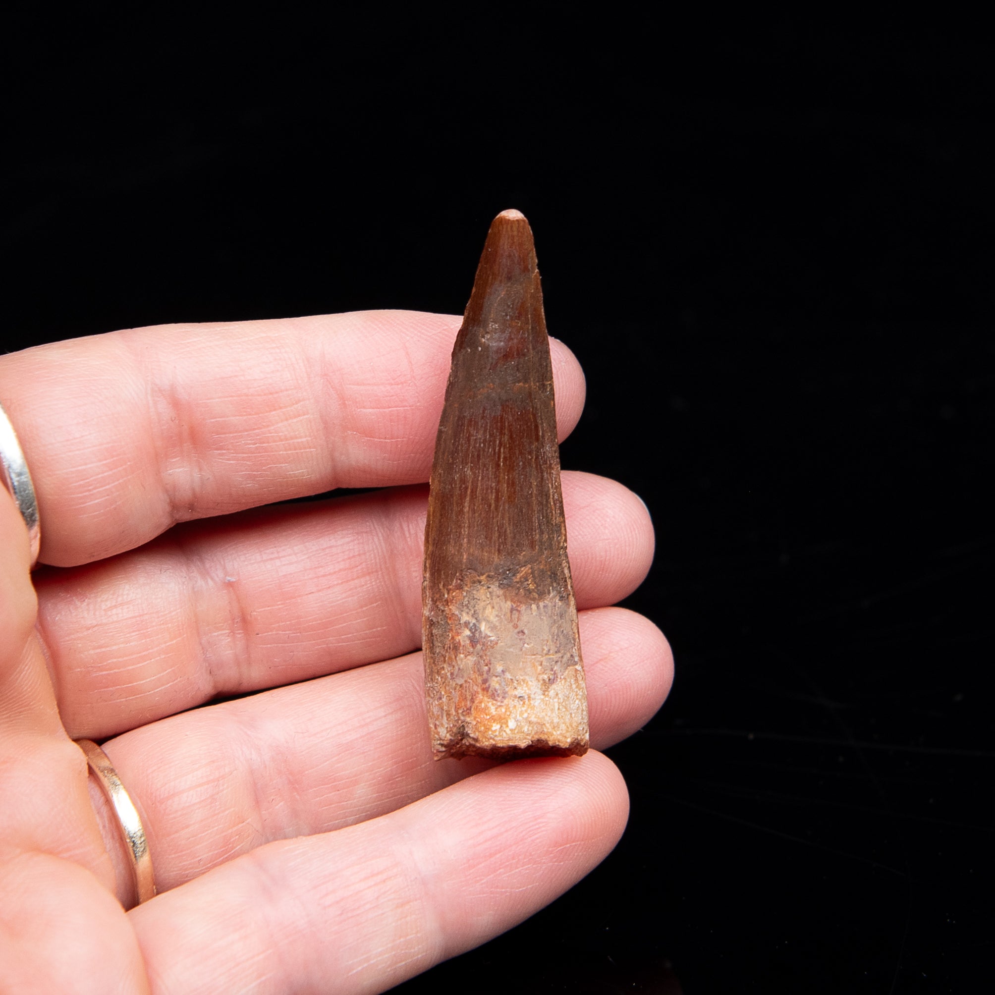 Spinosaurus Dinosaur Tooth Med Case