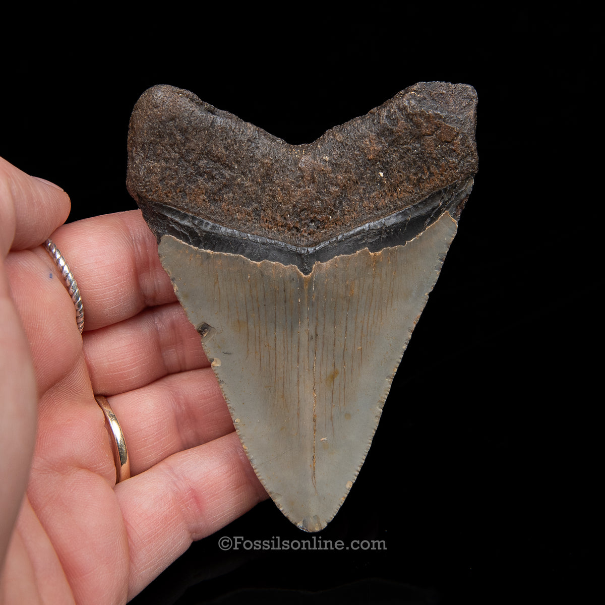 Genuine Prehistoric Fossil Tooth — Meg 3.48", North Carolina