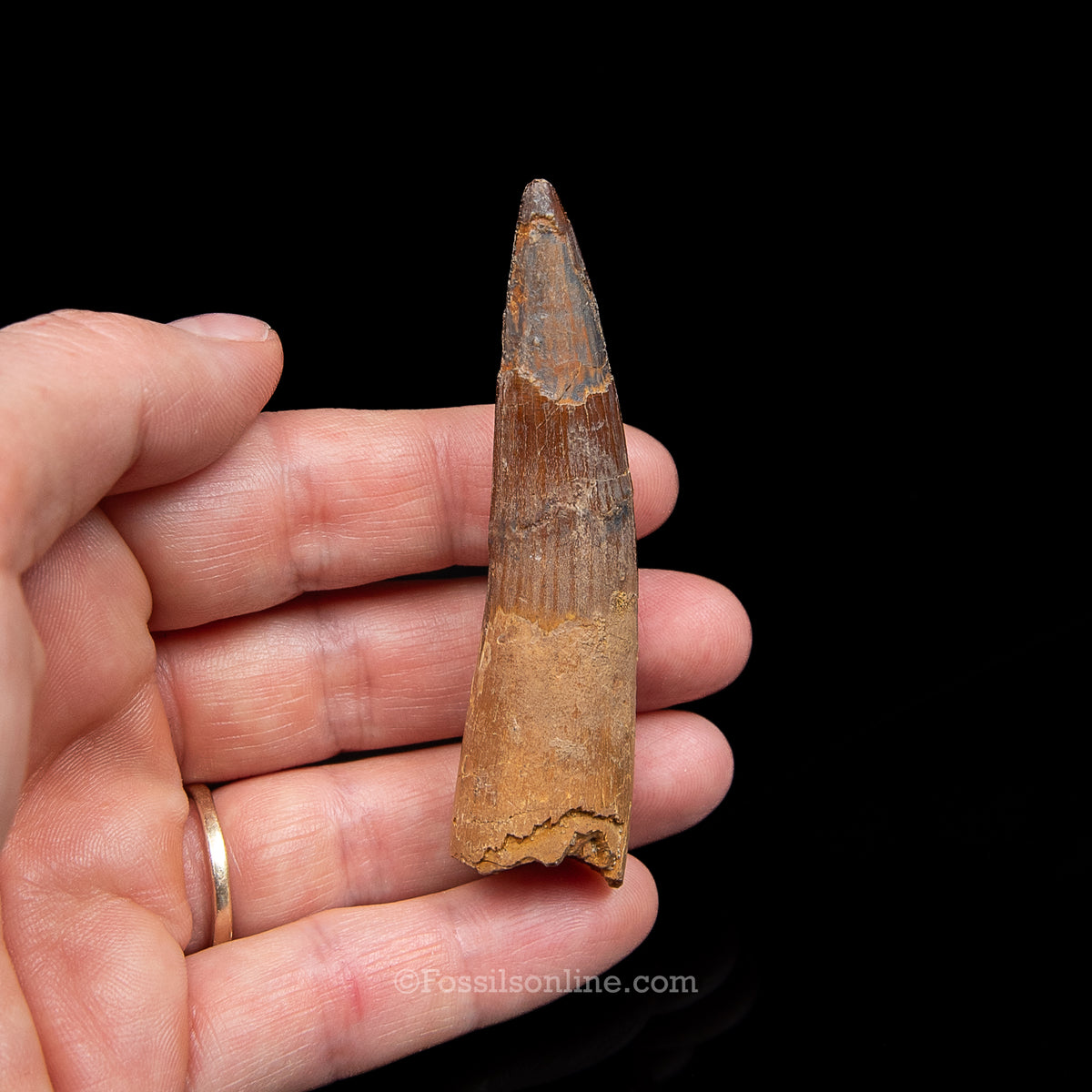 Spinosaurus Dinosaur Tooth Med Case