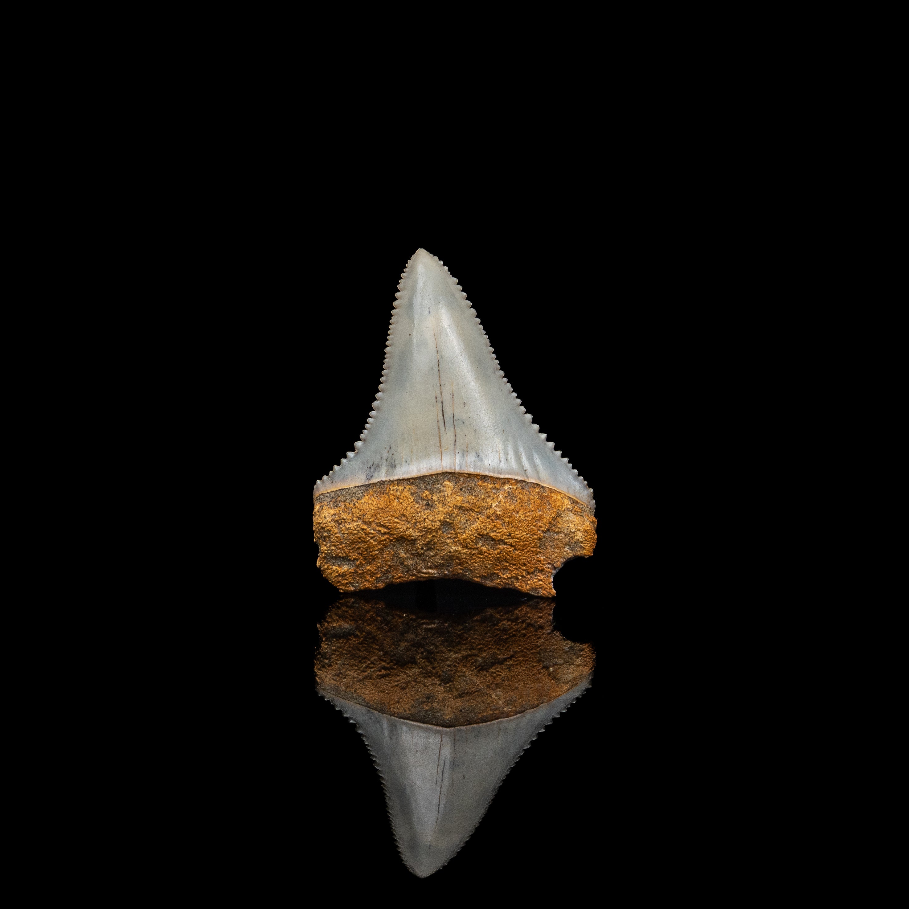 Rare Fossil Great White San Diego 1.6"
