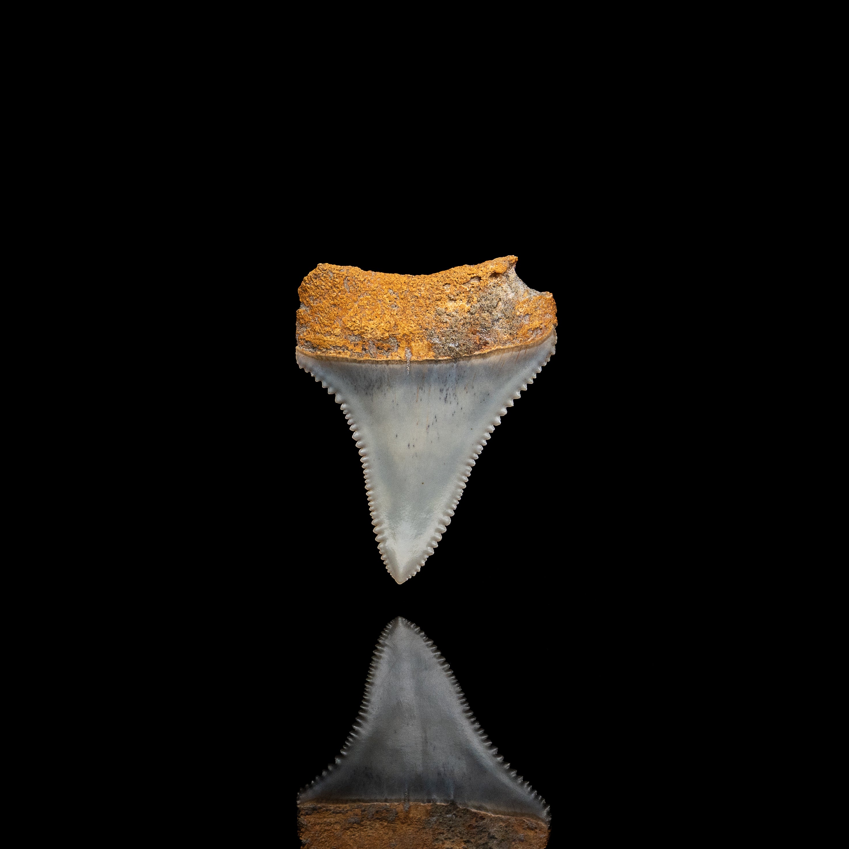 Rare Fossil Great White San Diego 1.6"