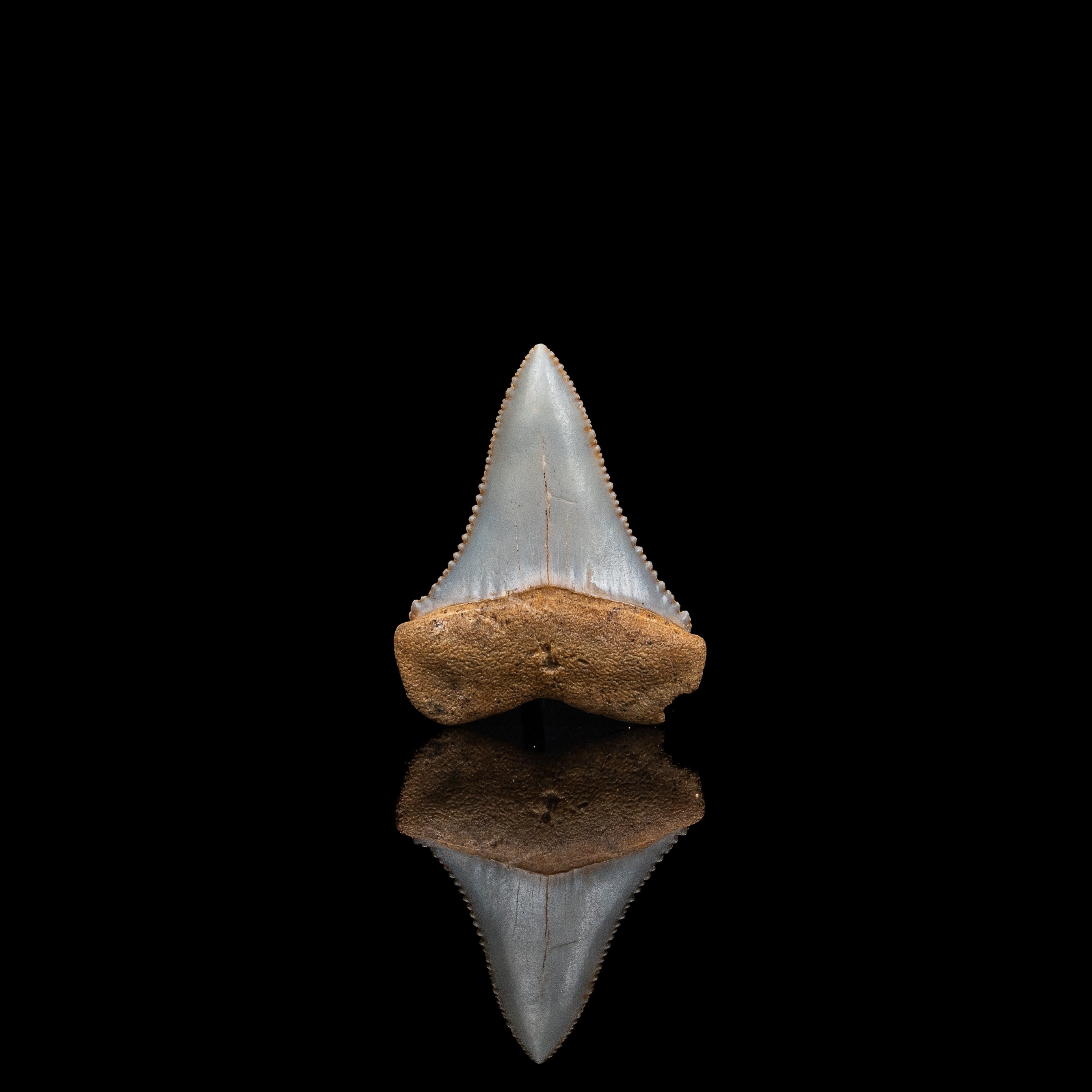 Rare Fossil Great White San Diego 1.56"