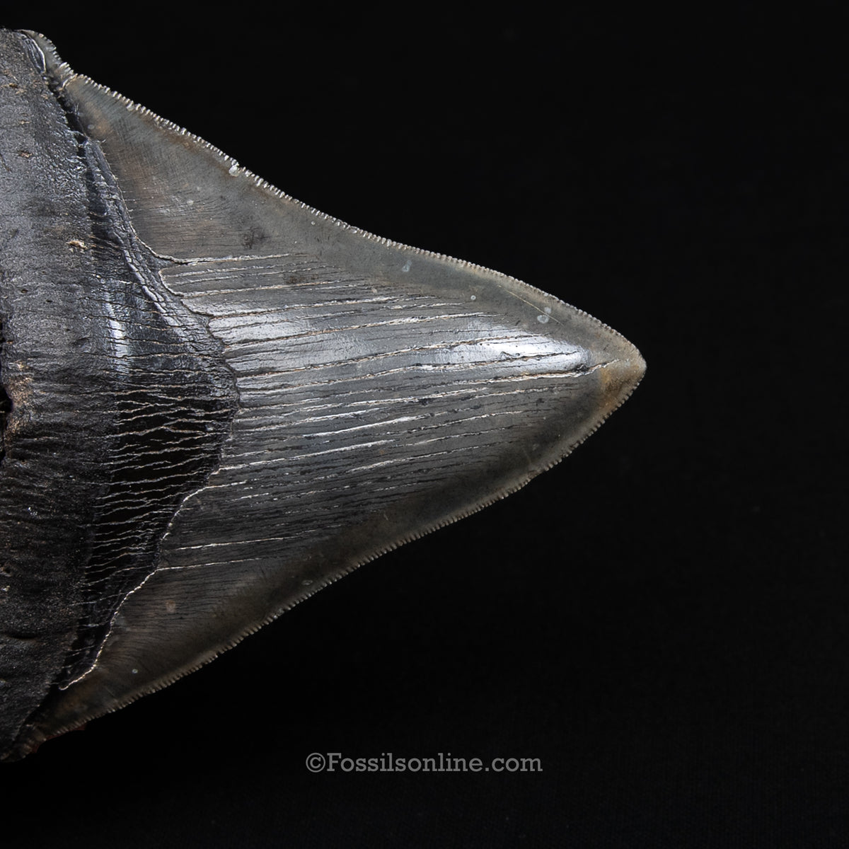 GENUINE PREHISTORIC FOSSIL TOOTH — MEG 4.77", South Carolina