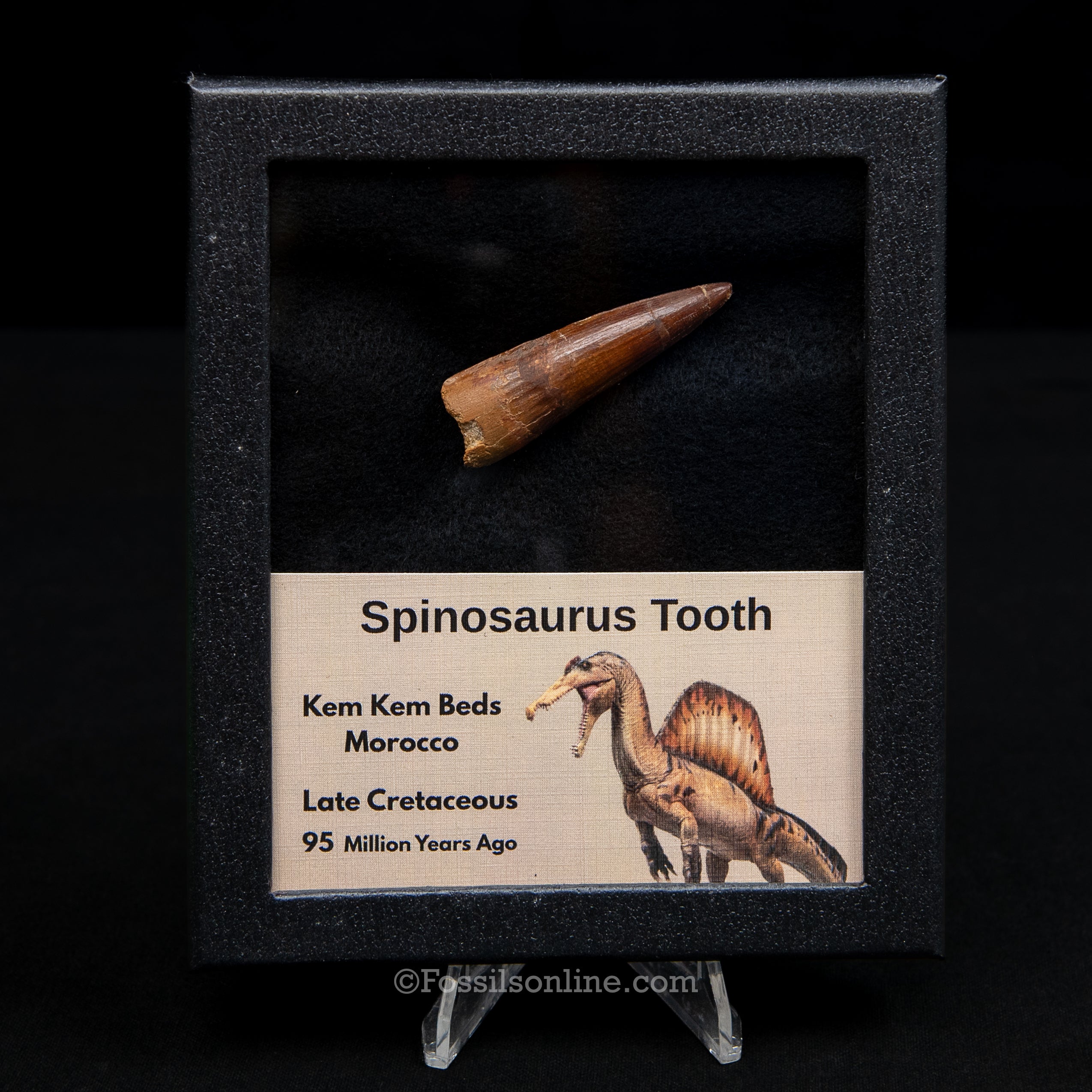 Spinosaurus Dinosaur Tooth Med Case