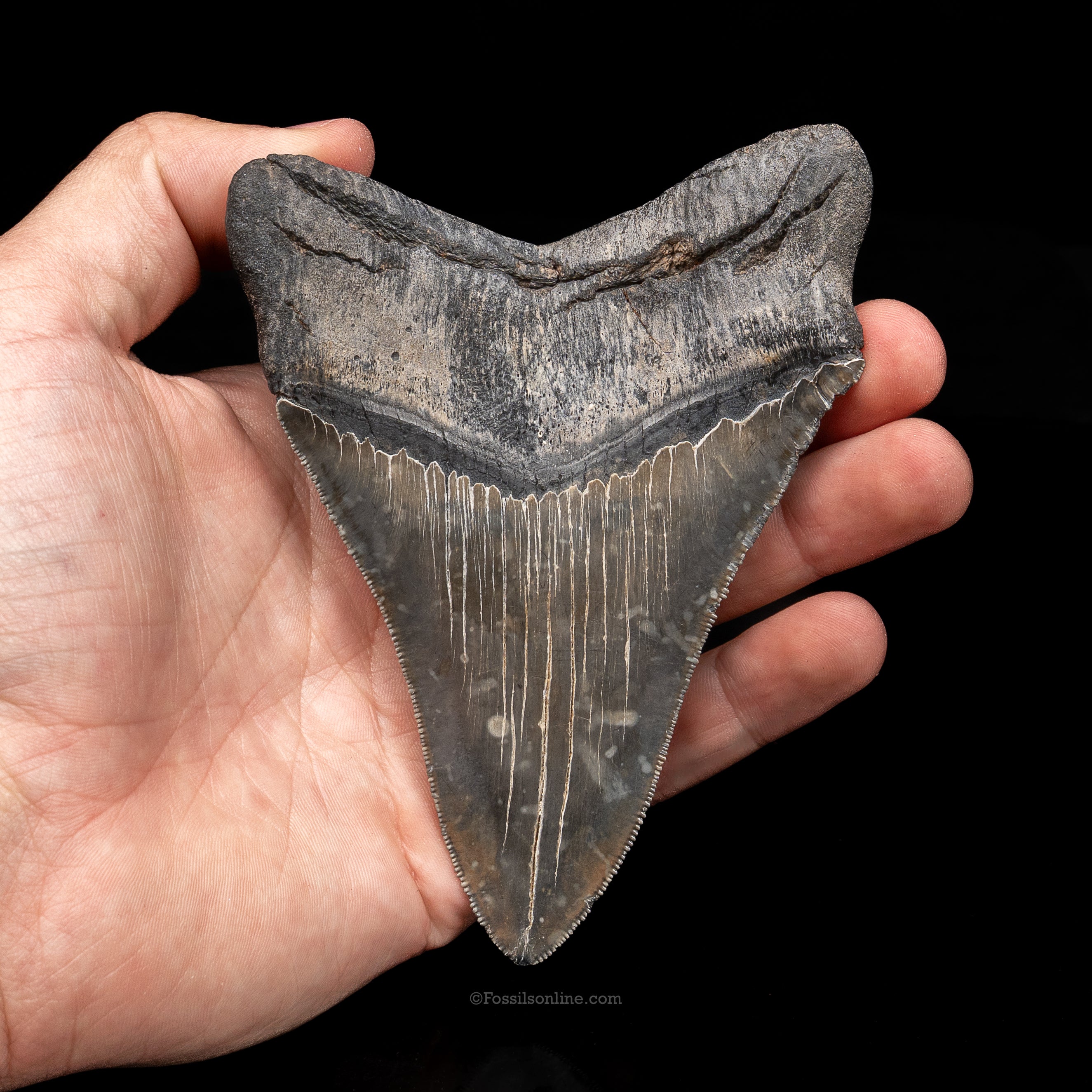 South Carolina Megalodon 4.76"