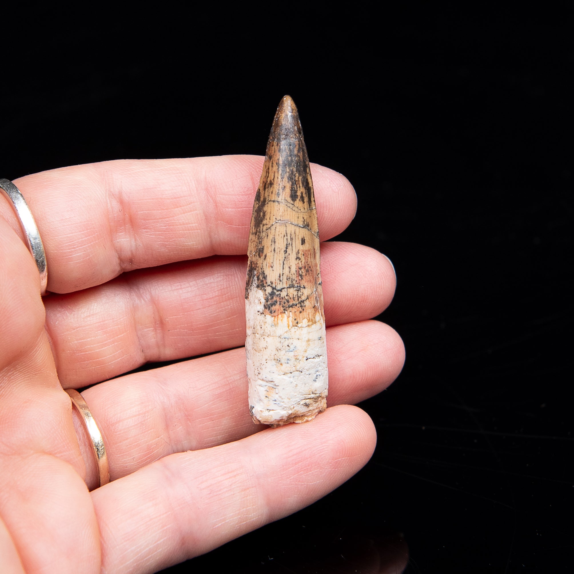 Spinosaurus Dinosaur Tooth Med Case