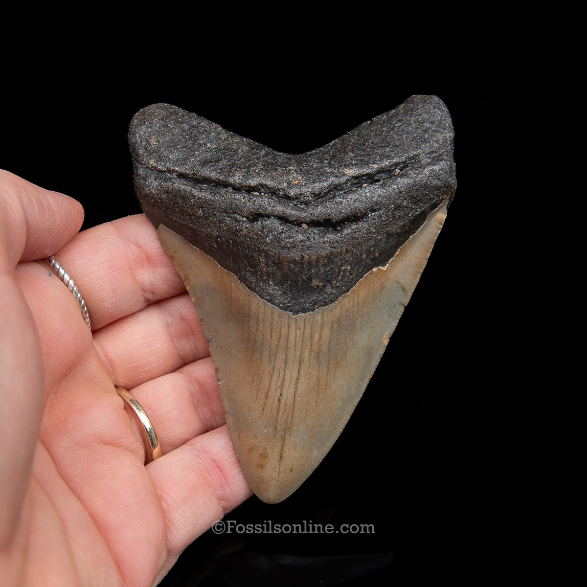 Genuine Prehistoric Fossil Tooth — Meg 3.64", North Carolina