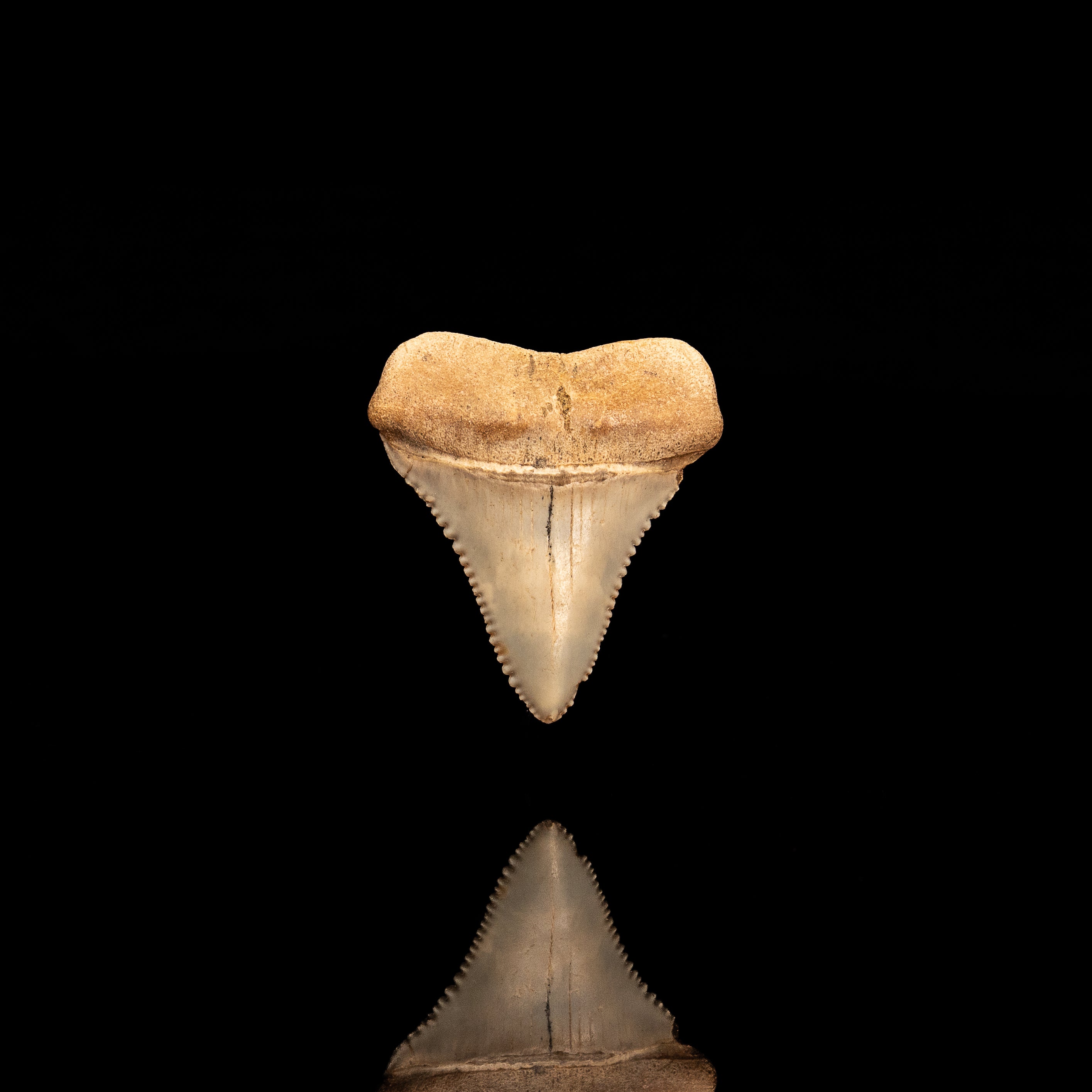 Rare Fossil Great White San Diego 1.52"