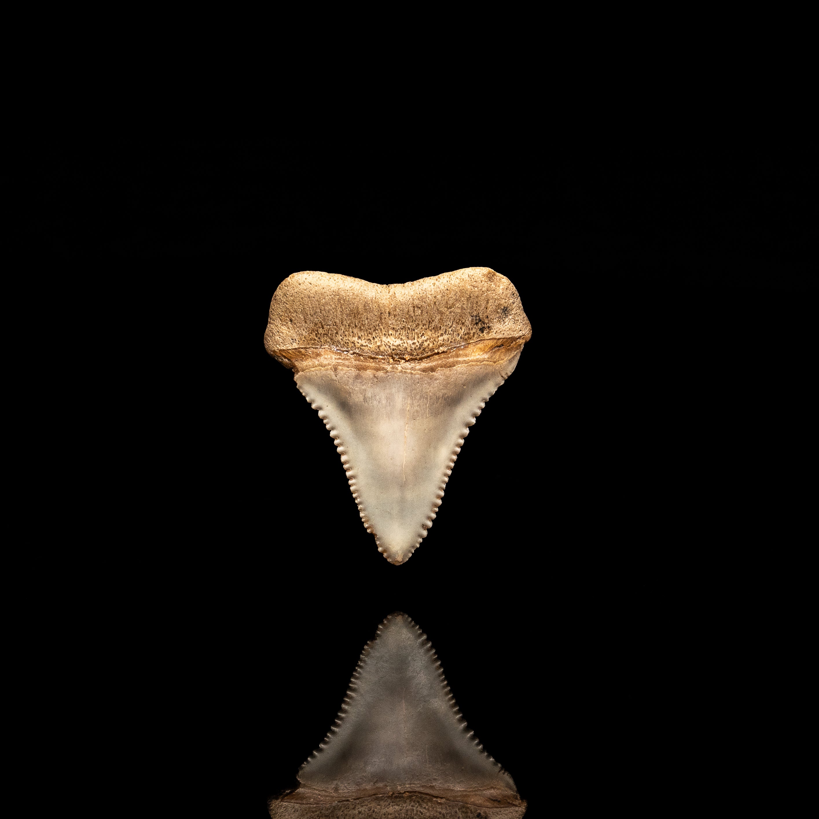 Rare Fossil Great White San Diego 1.52"