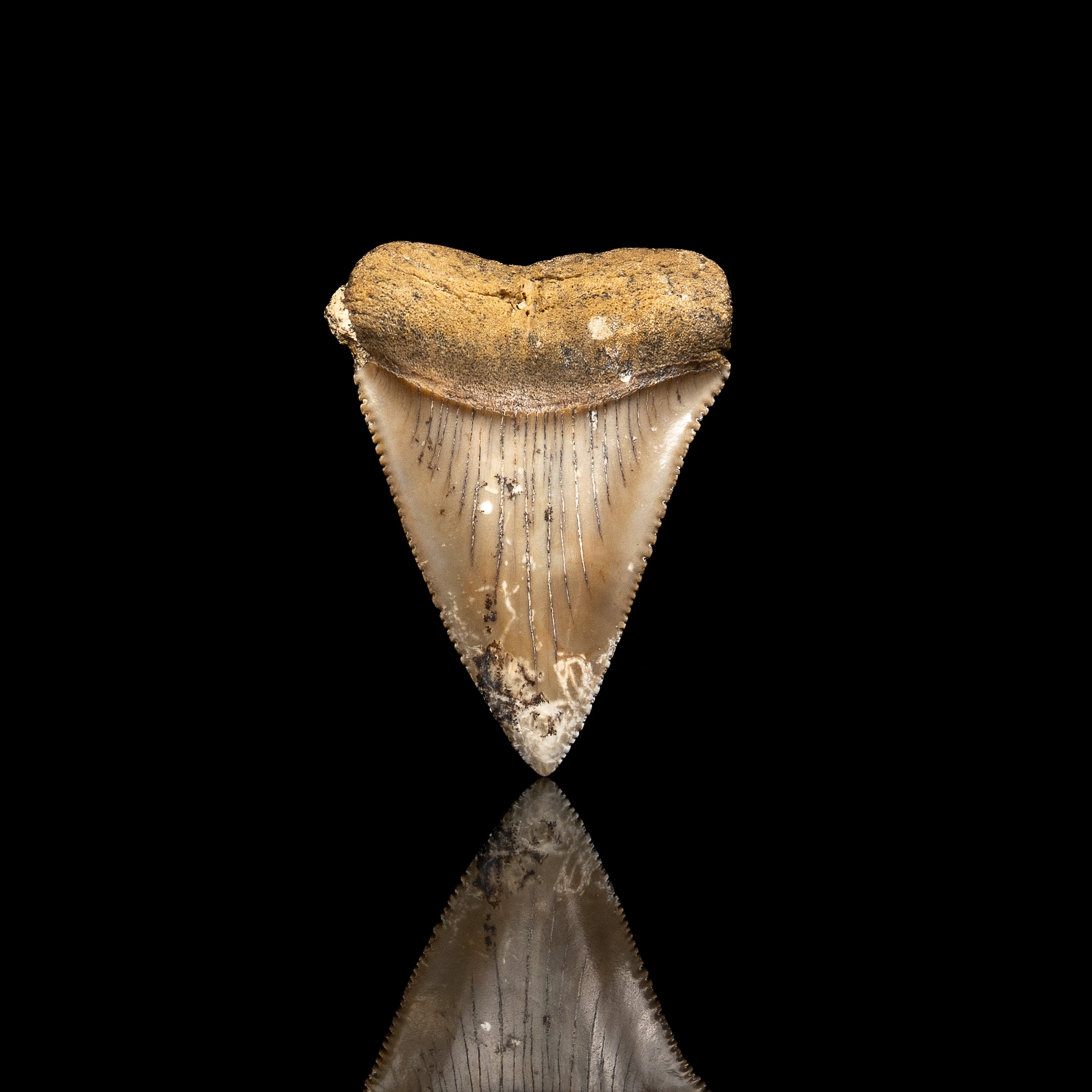 Fossil Great White 2.60" Baja California