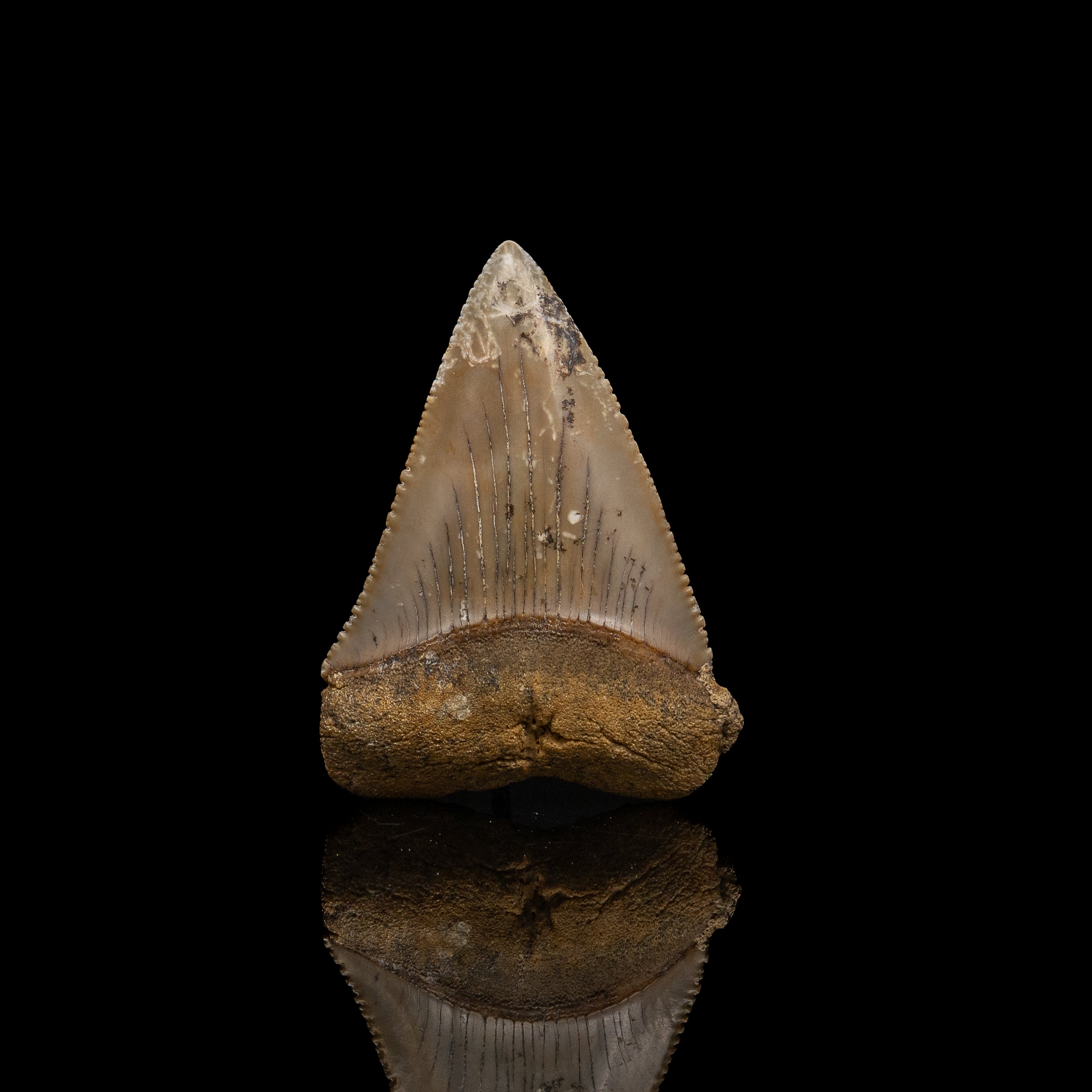 Fossil Great White 2.60" Baja California