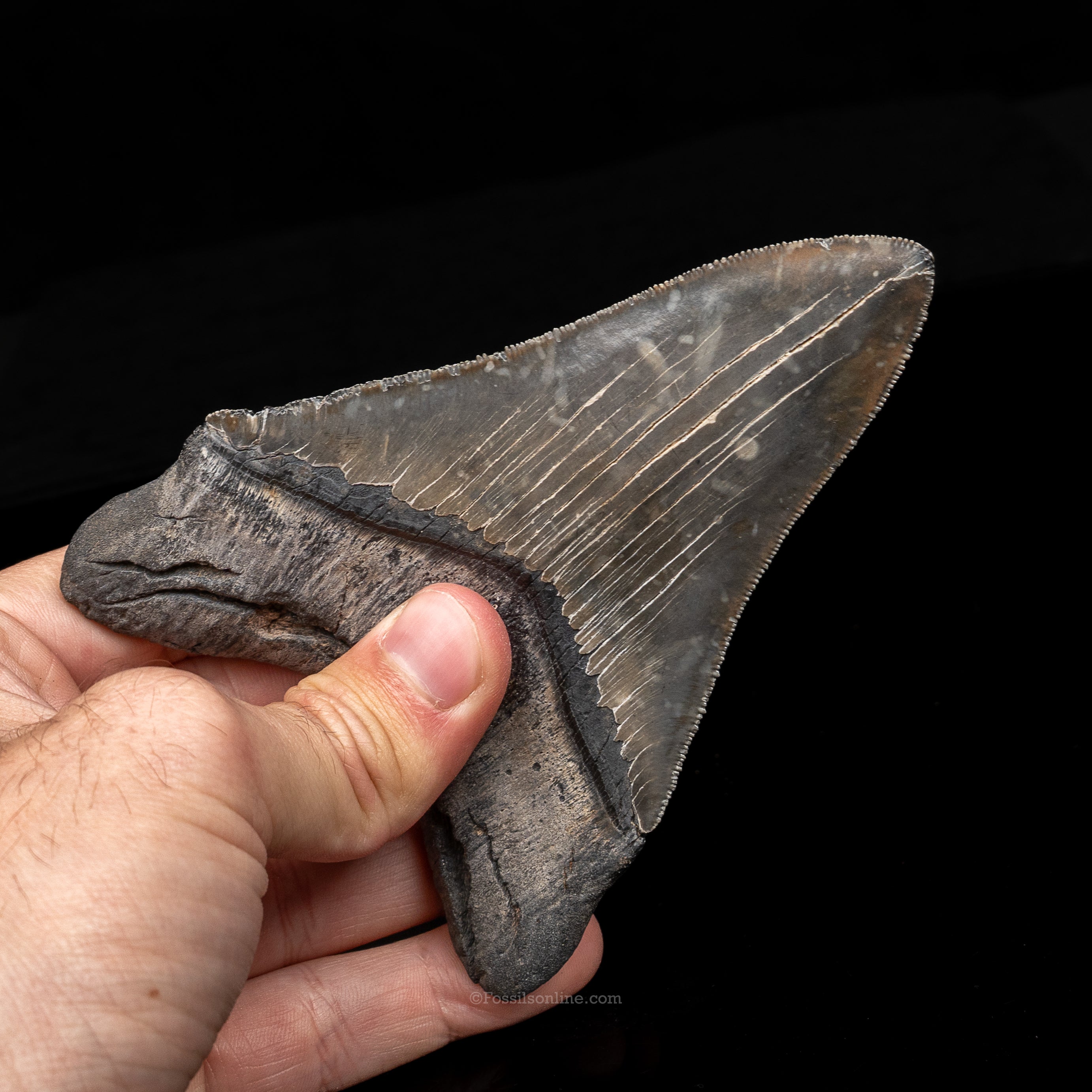 South Carolina Megalodon 4.76"