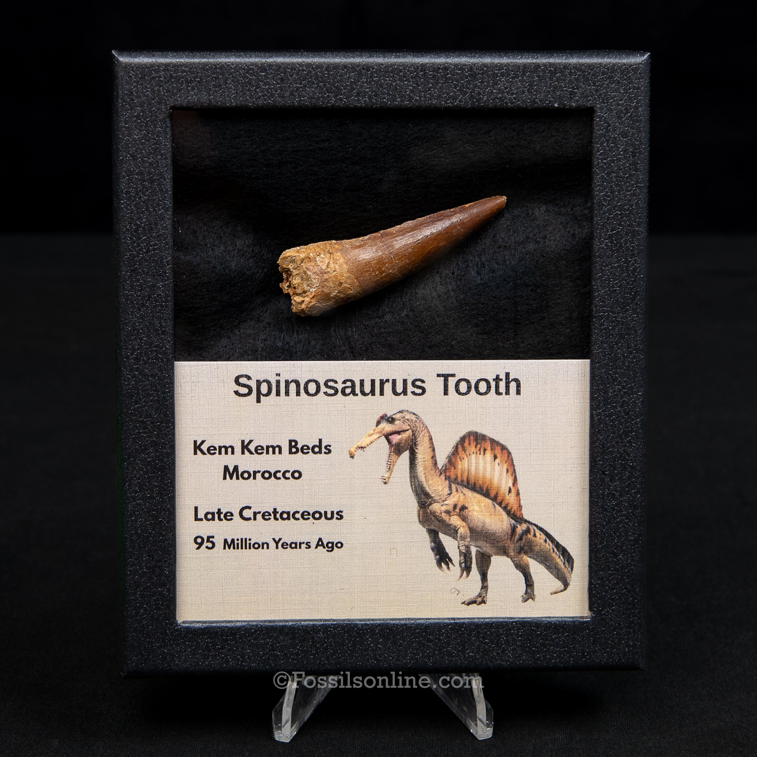 Spinosaurus Dinosaur Tooth Med Case