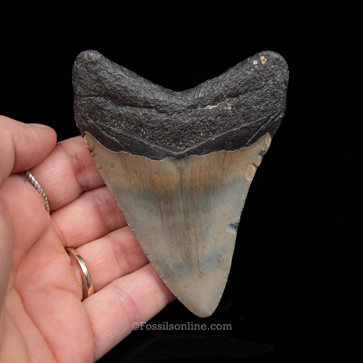 Genuine Prehistoric Fossil Tooth — Meg 3.64", North Carolina