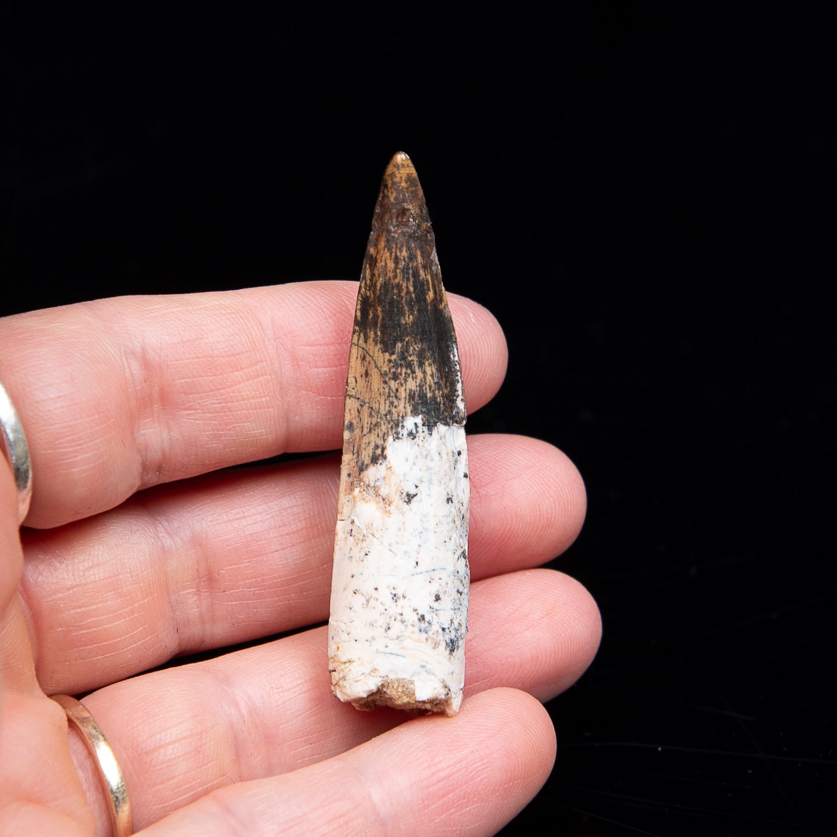 Spinosaurus Dinosaur Tooth Med Case