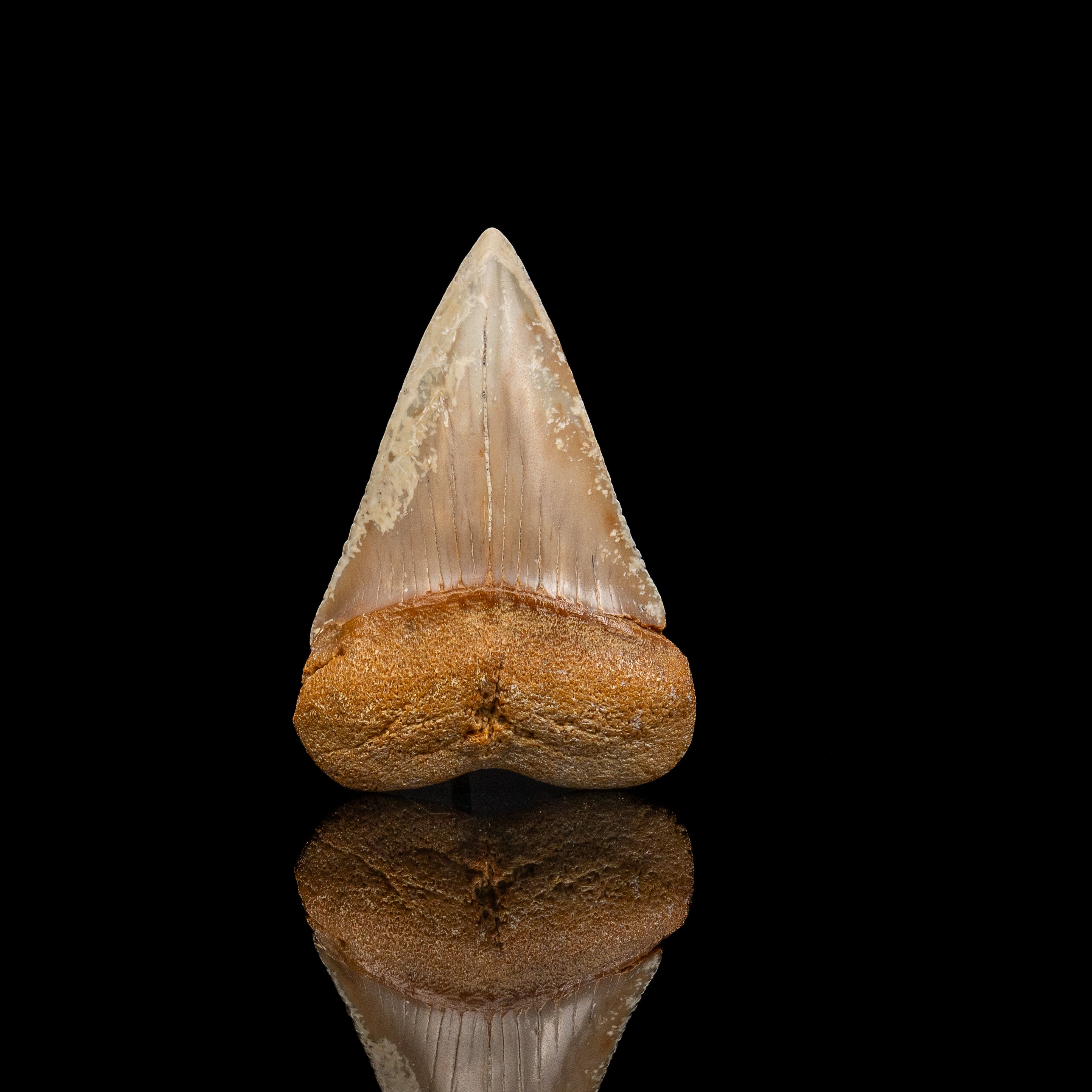 Fossil Great White 2.61" Baja California