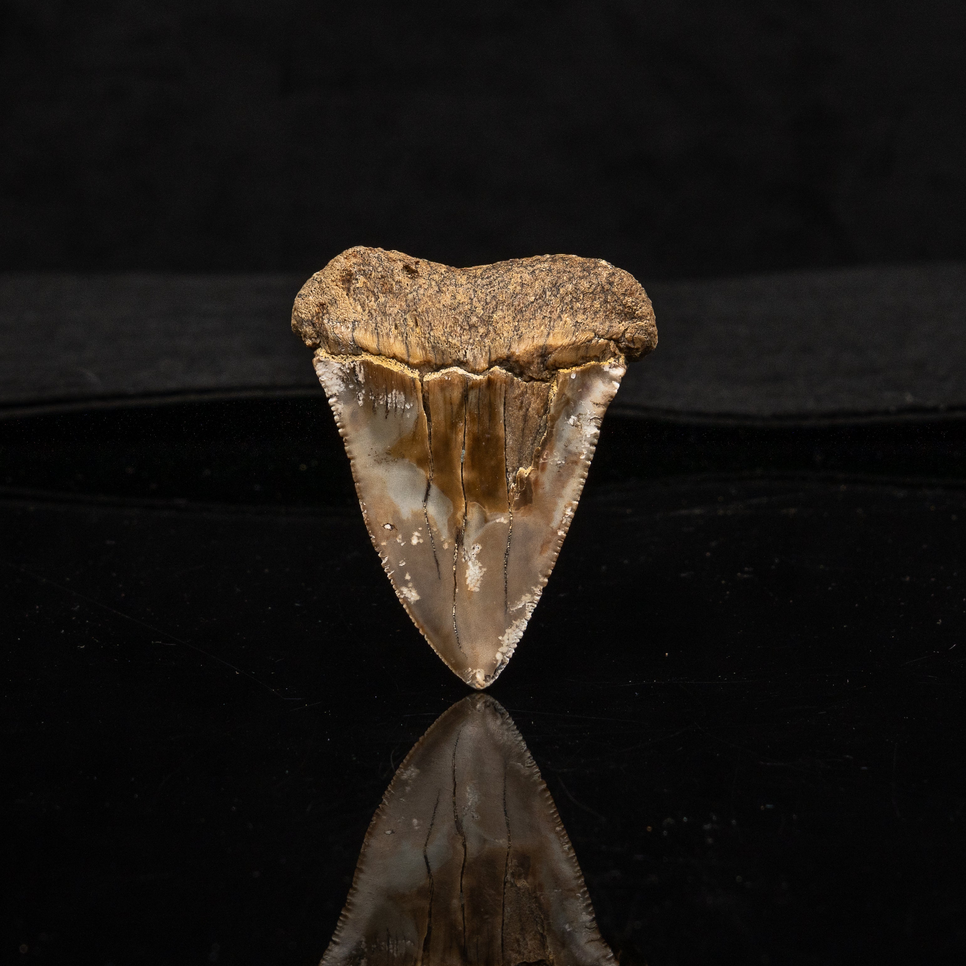 Fossil Great White 2.50" Baja California