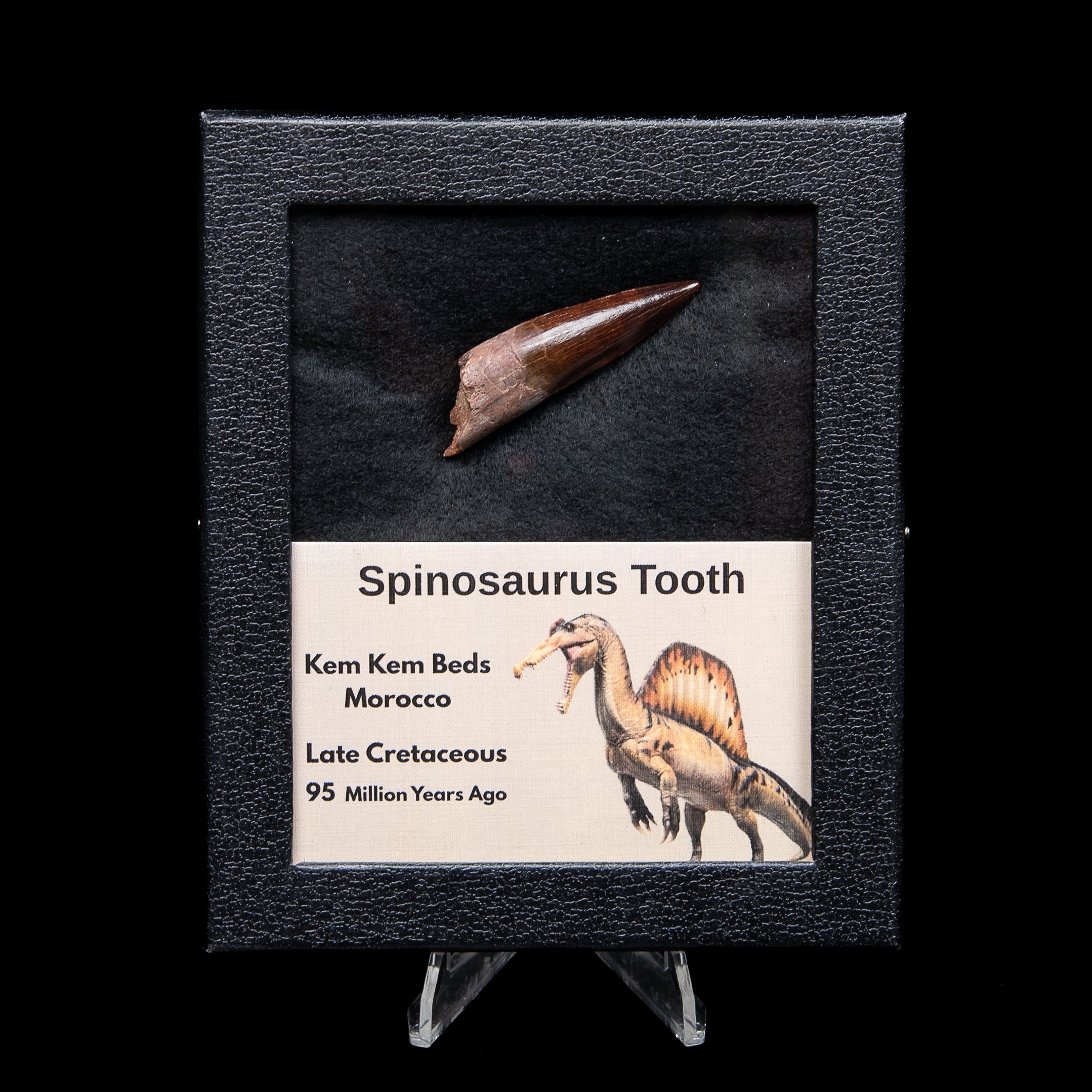 Premium Spinosaurus Dinosaur Tooth Med Case