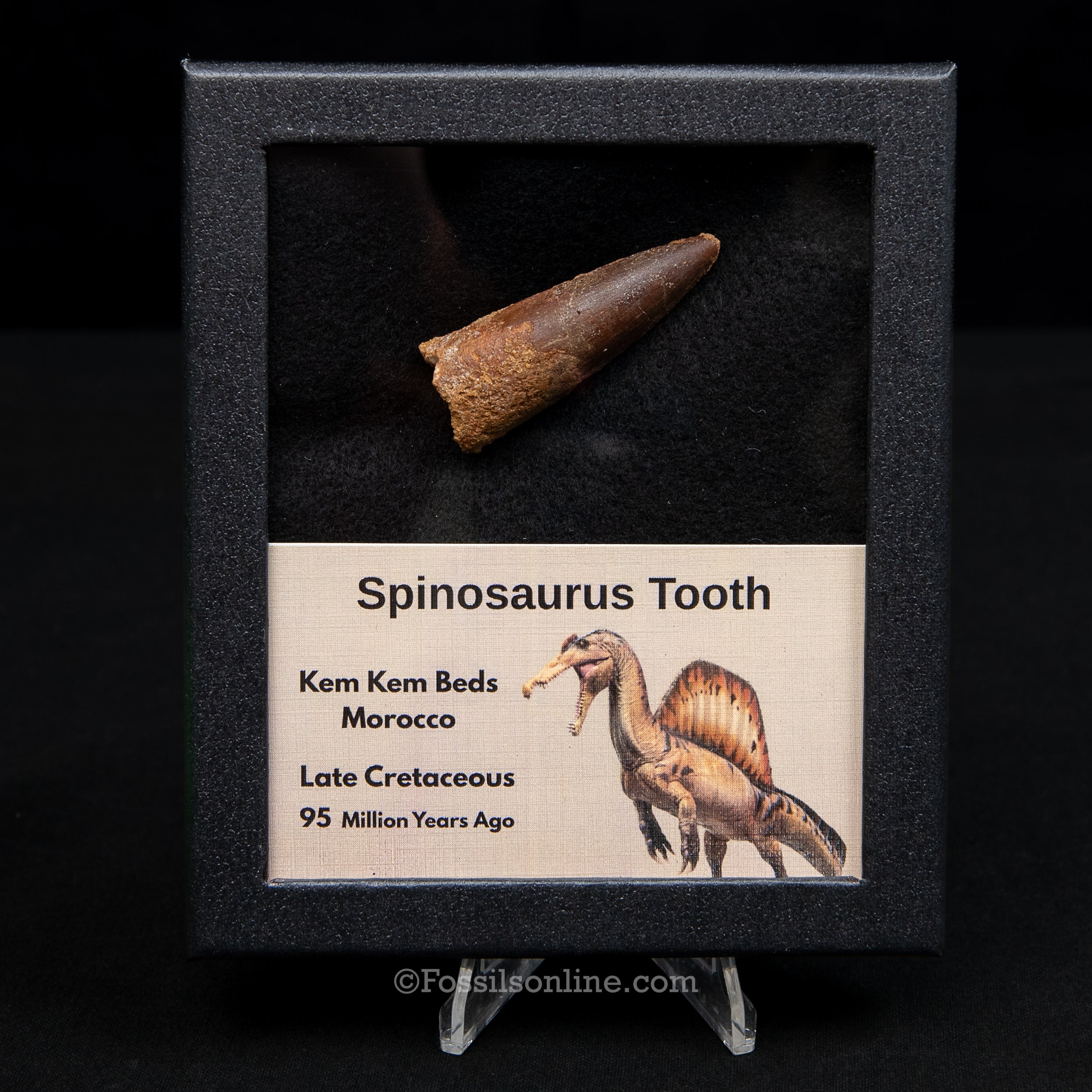 Spinosaurus Dinosaur Tooth Med Case
