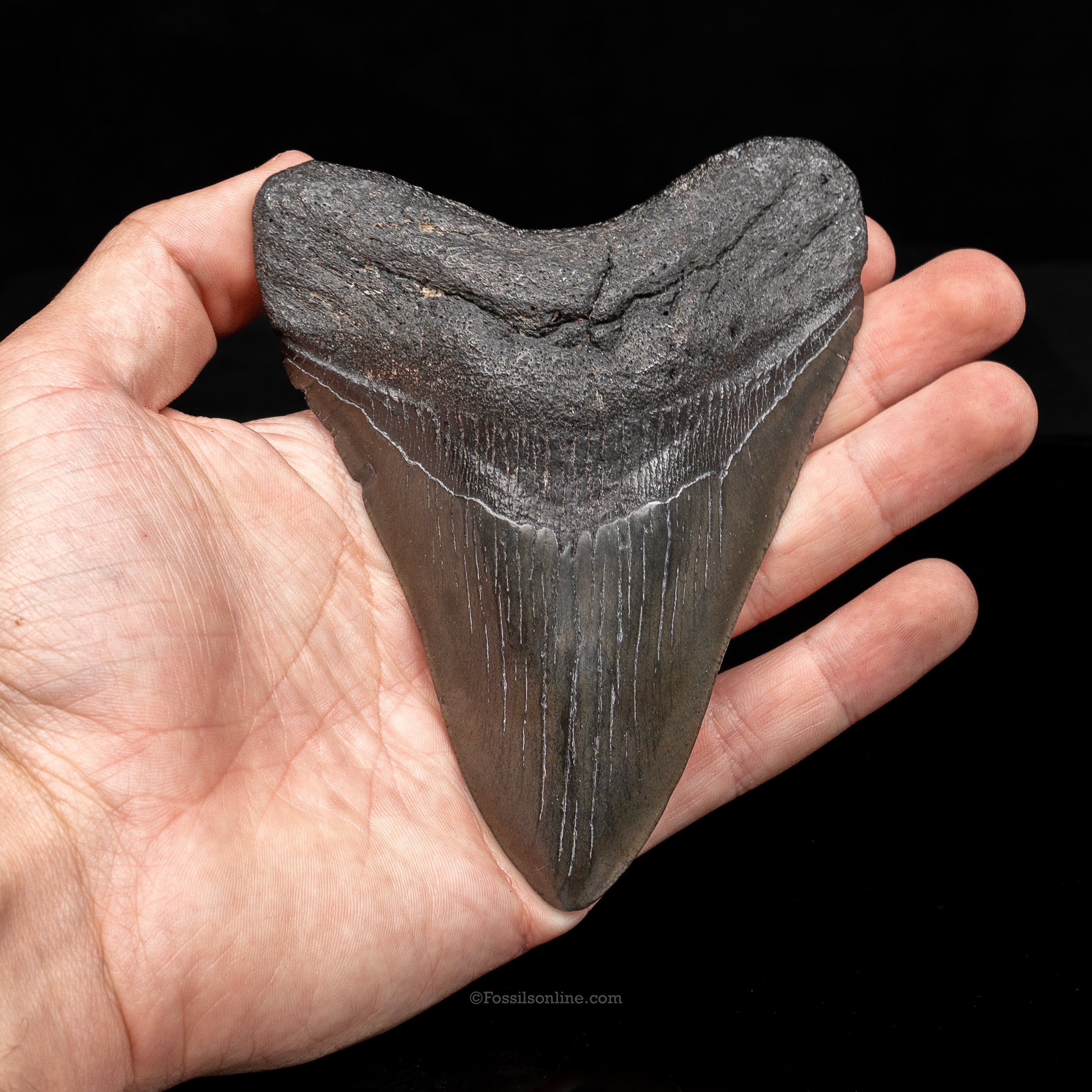 South Carolina Megalodon 4.75"