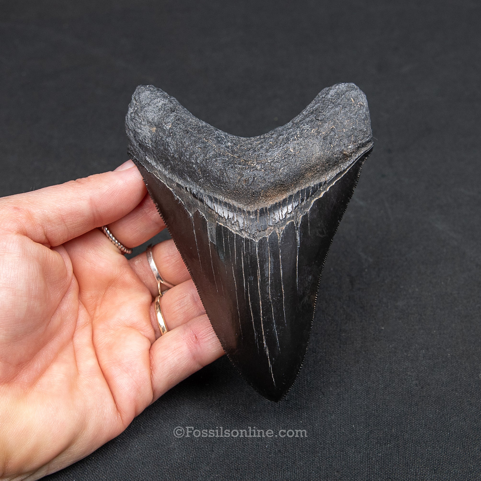 Genuine Prehistoric Fossil Tooth — Meg 4.62", GA