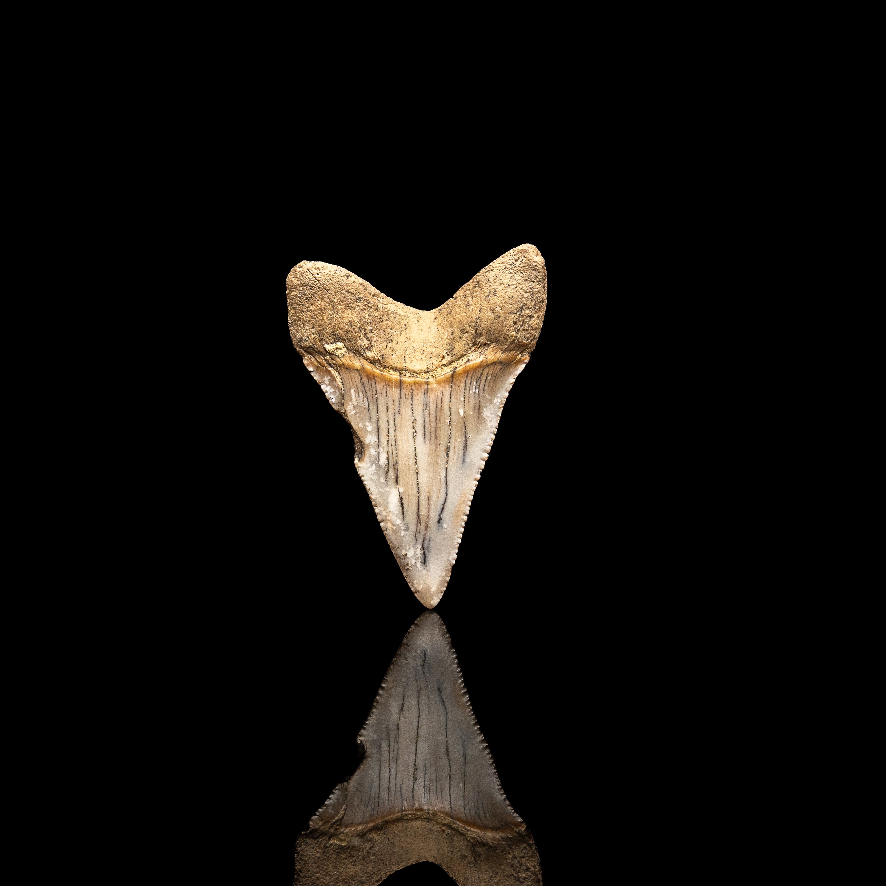 Fossil Great White 2.51" Baja California