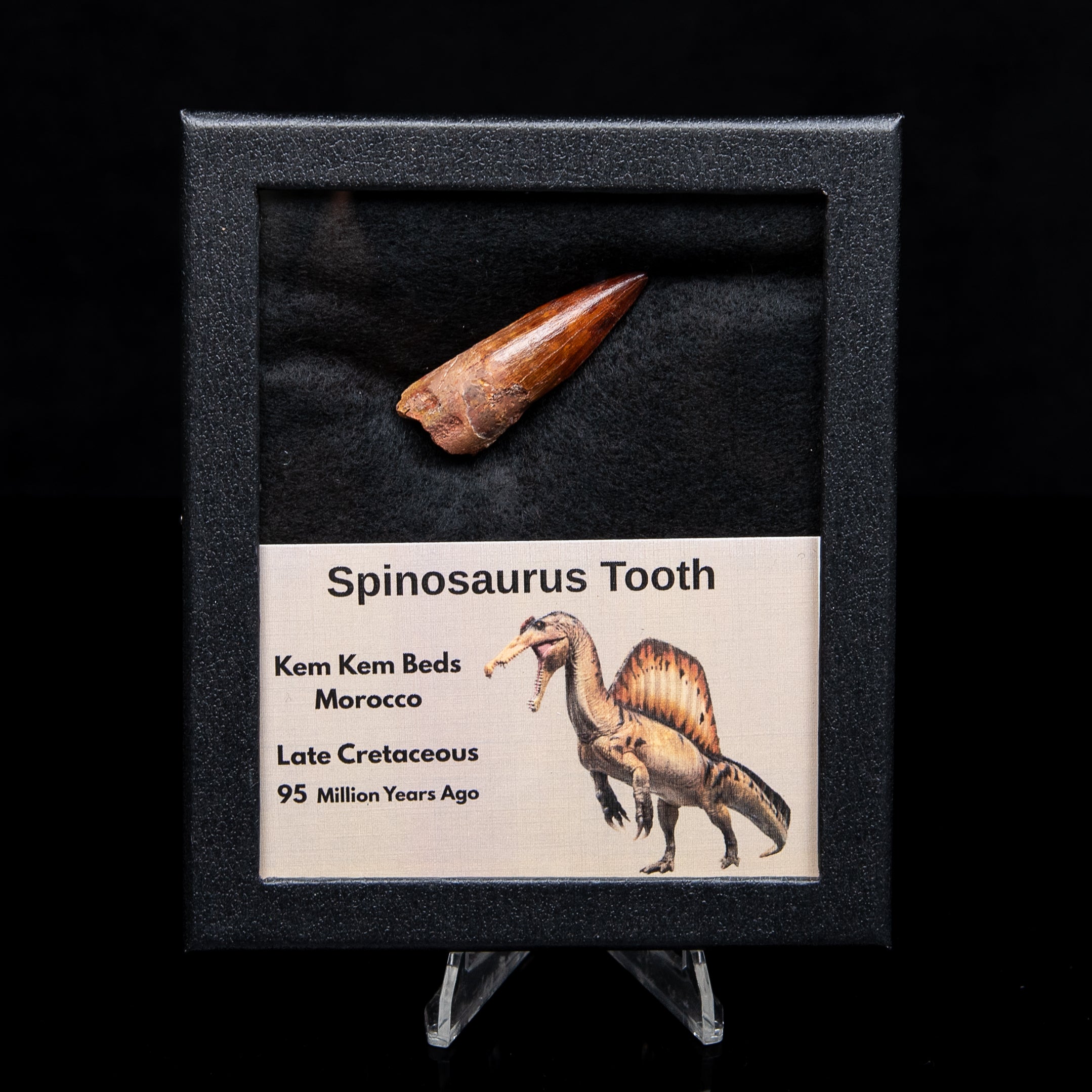 Premium Spinosaurus Dinosaur Tooth Med Case