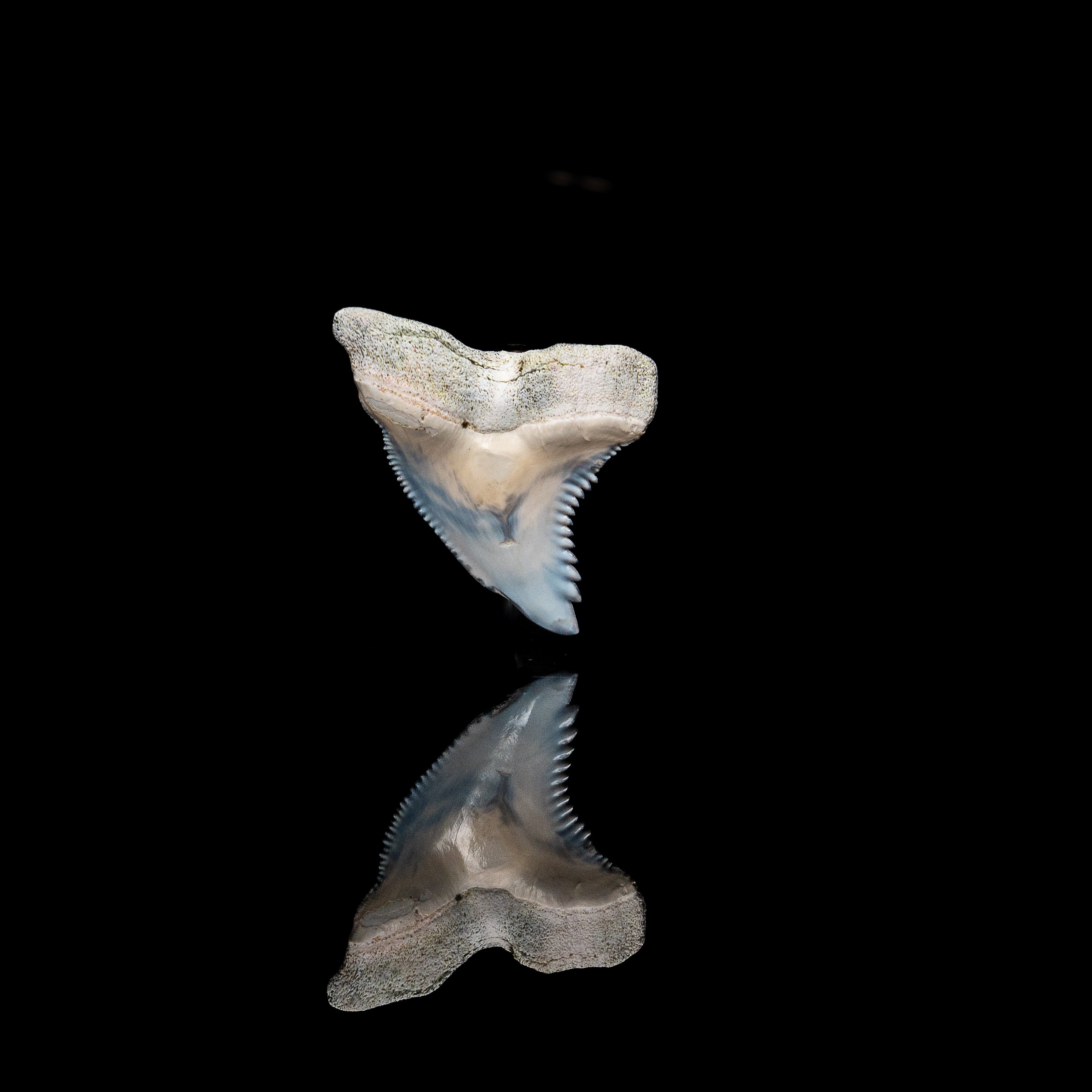 Pristine Bone Valley Hemipristis 1.58"