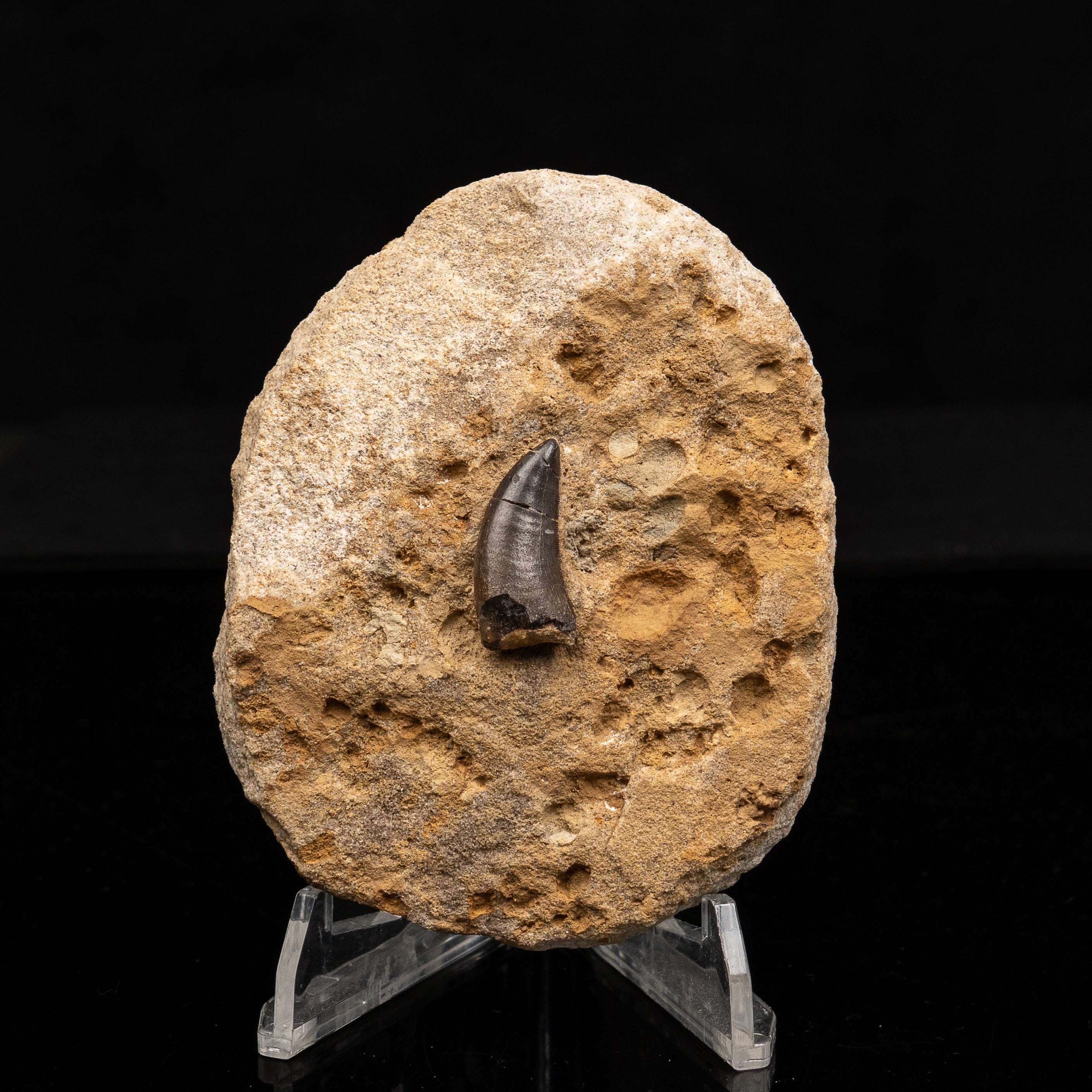 RARE Marshosaurus Tooth in matrix