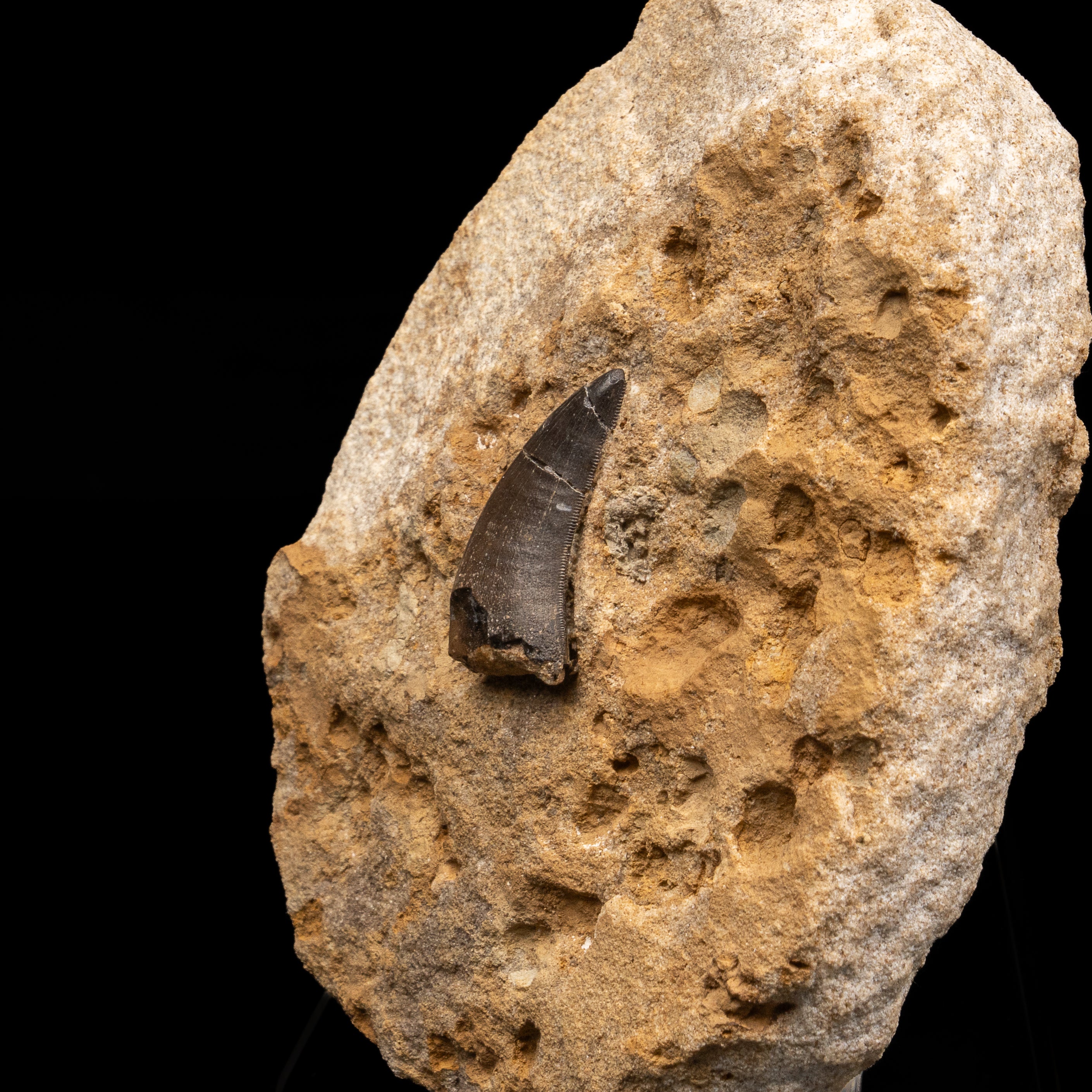 RARE Marshosaurus Tooth in matrix
