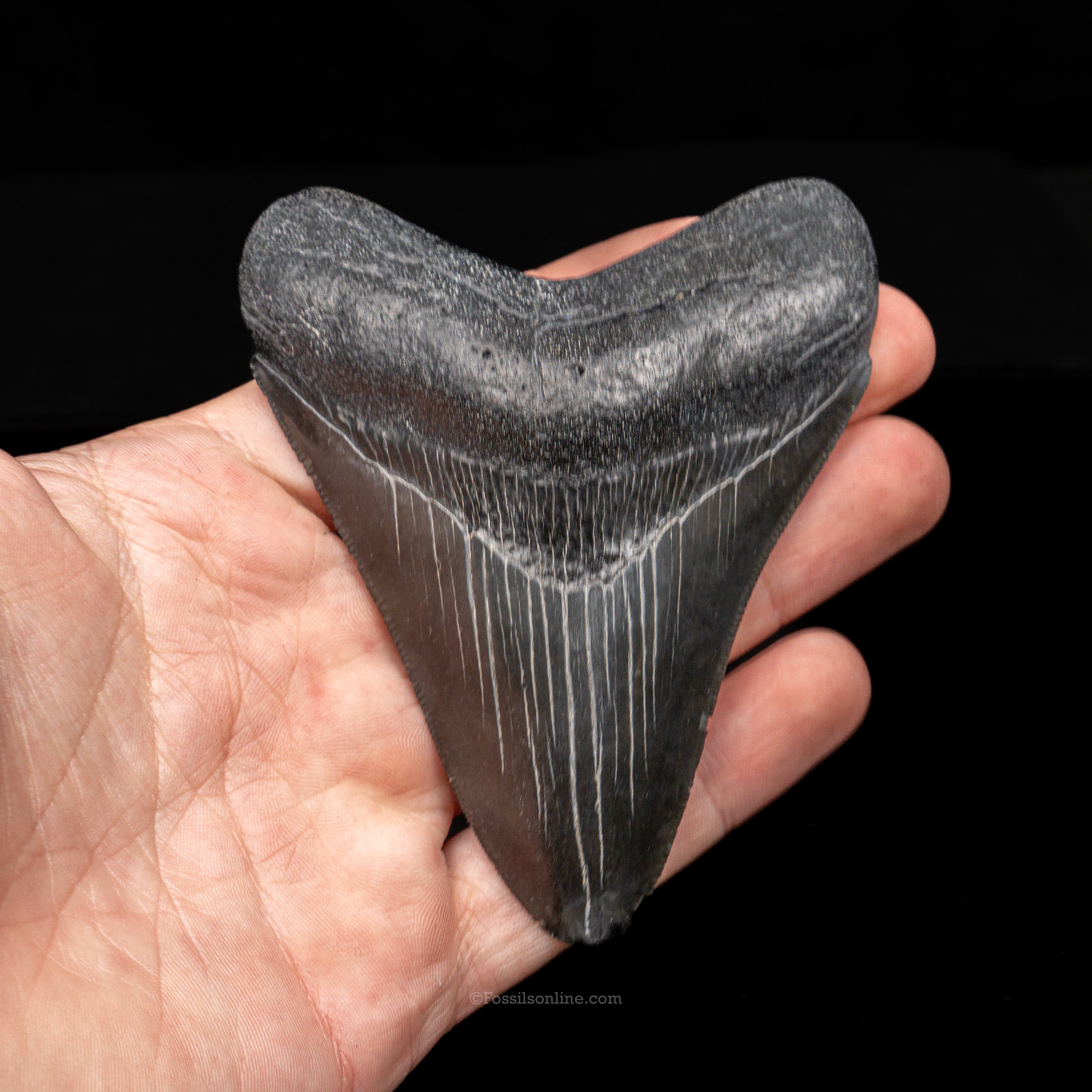 South Carolina Megalodon 3.75"