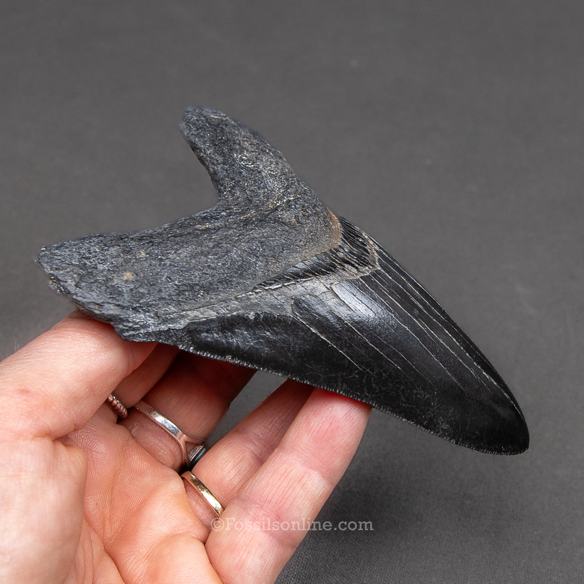 Genuine Prehistoric Fossil Tooth — Meg 4.62", GA