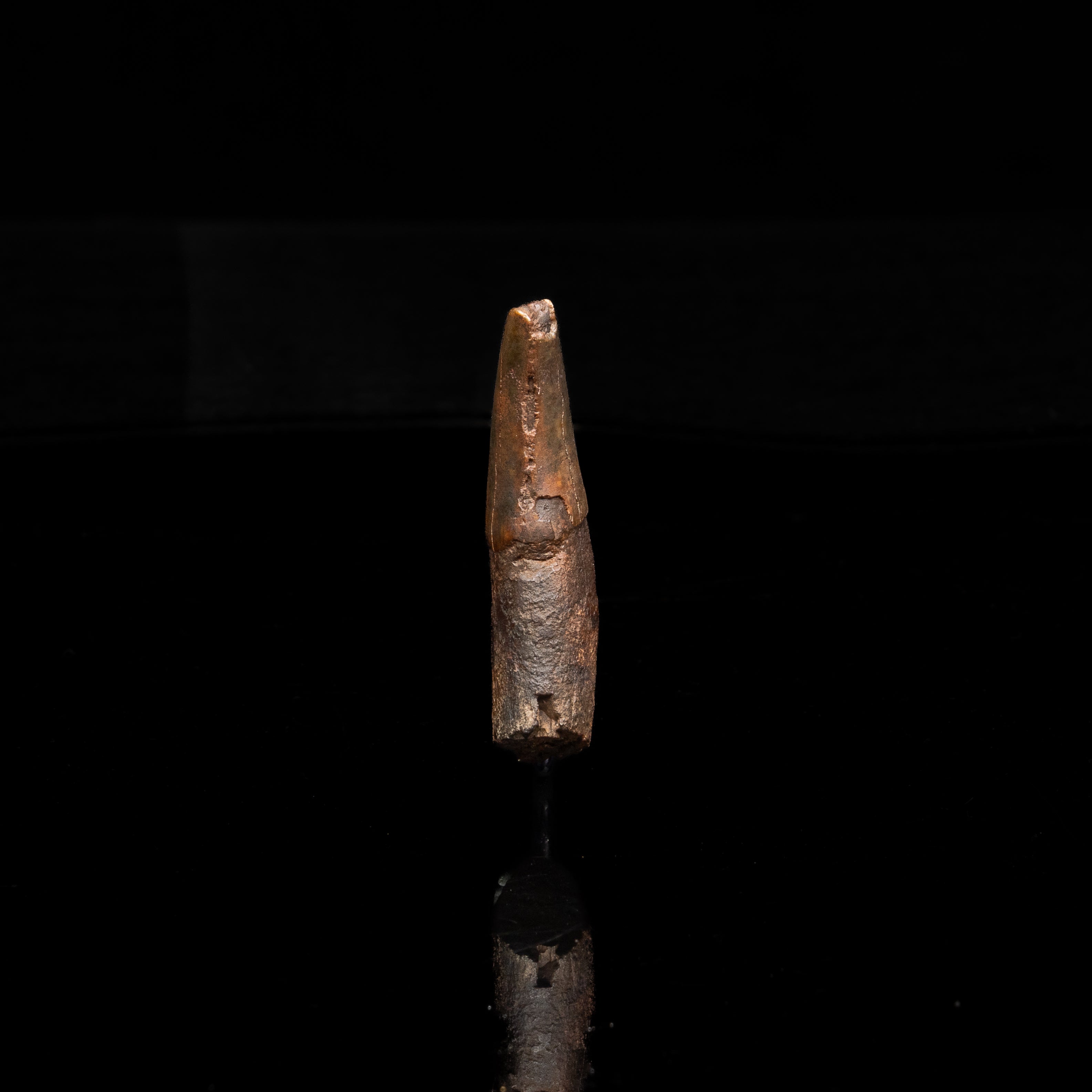 Florida Fossil Dire Wolf canine