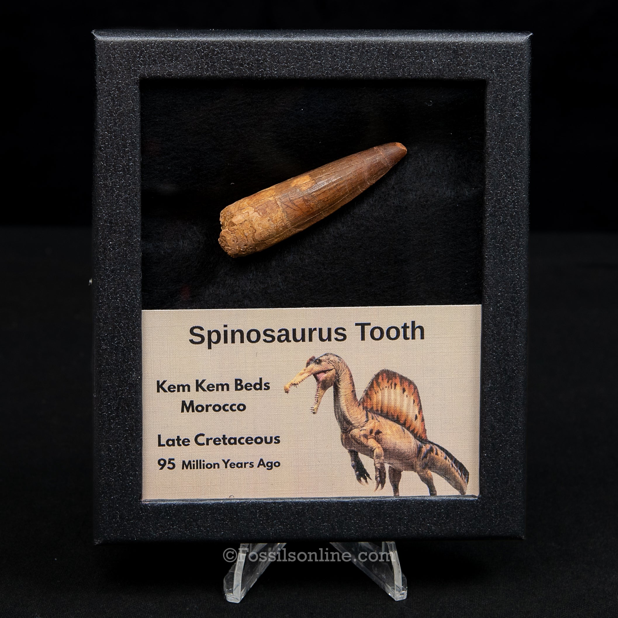 Spinosaurus Dinosaur Tooth Med Case