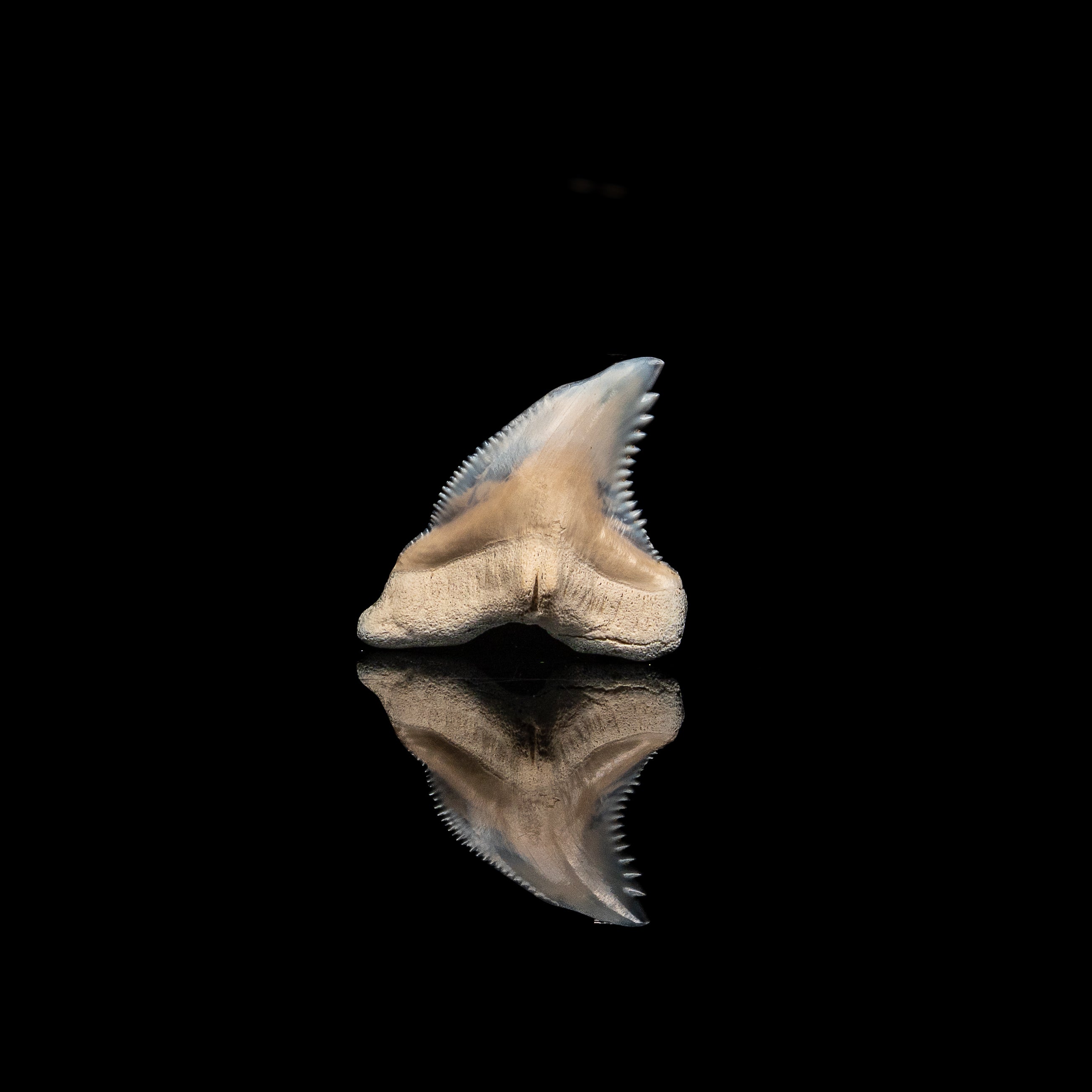 Pristine Bone Valley Hemipristis 1.58"