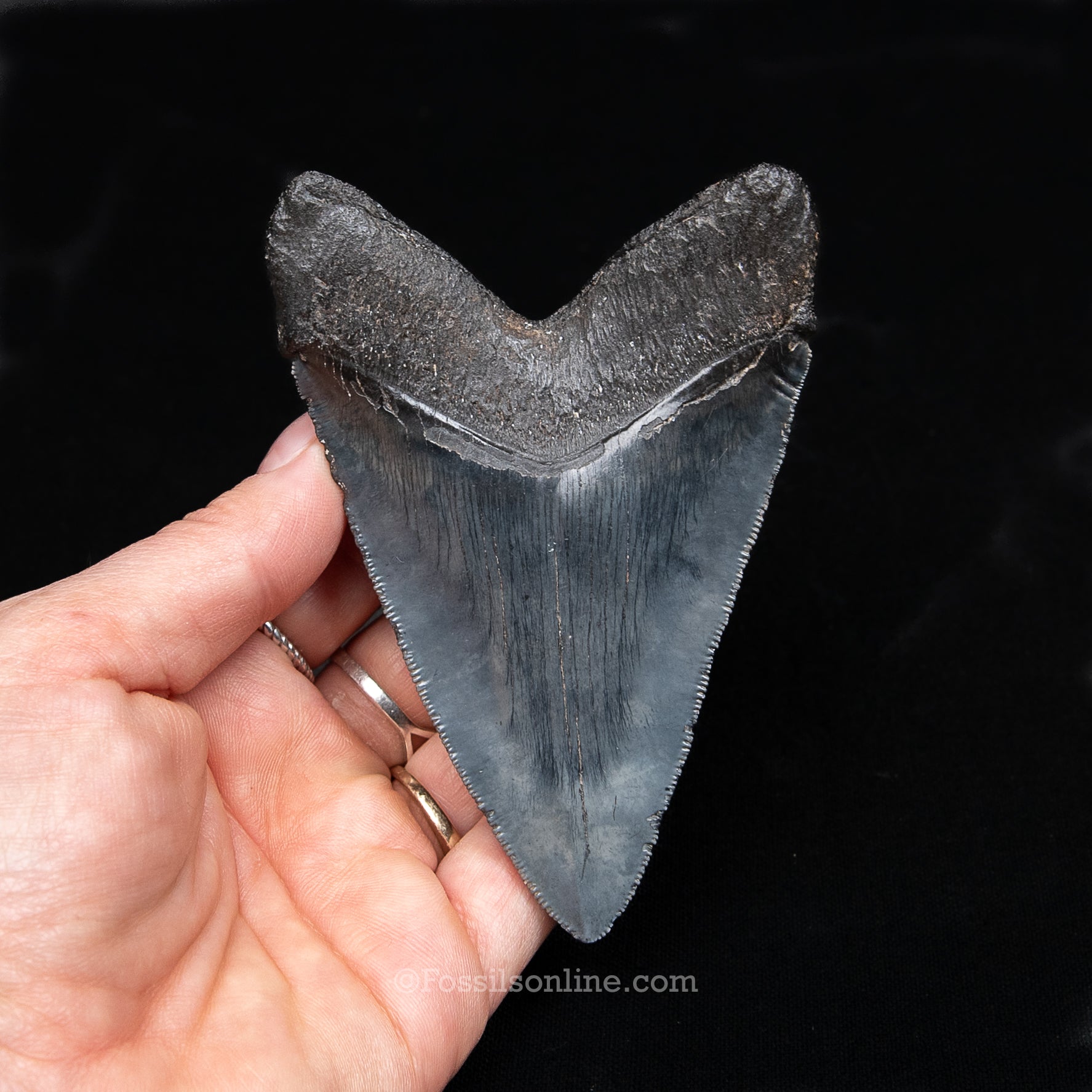 GENUINE PREHISTORIC FOSSIL TOOTH — Chub 4.17", South Carolina
