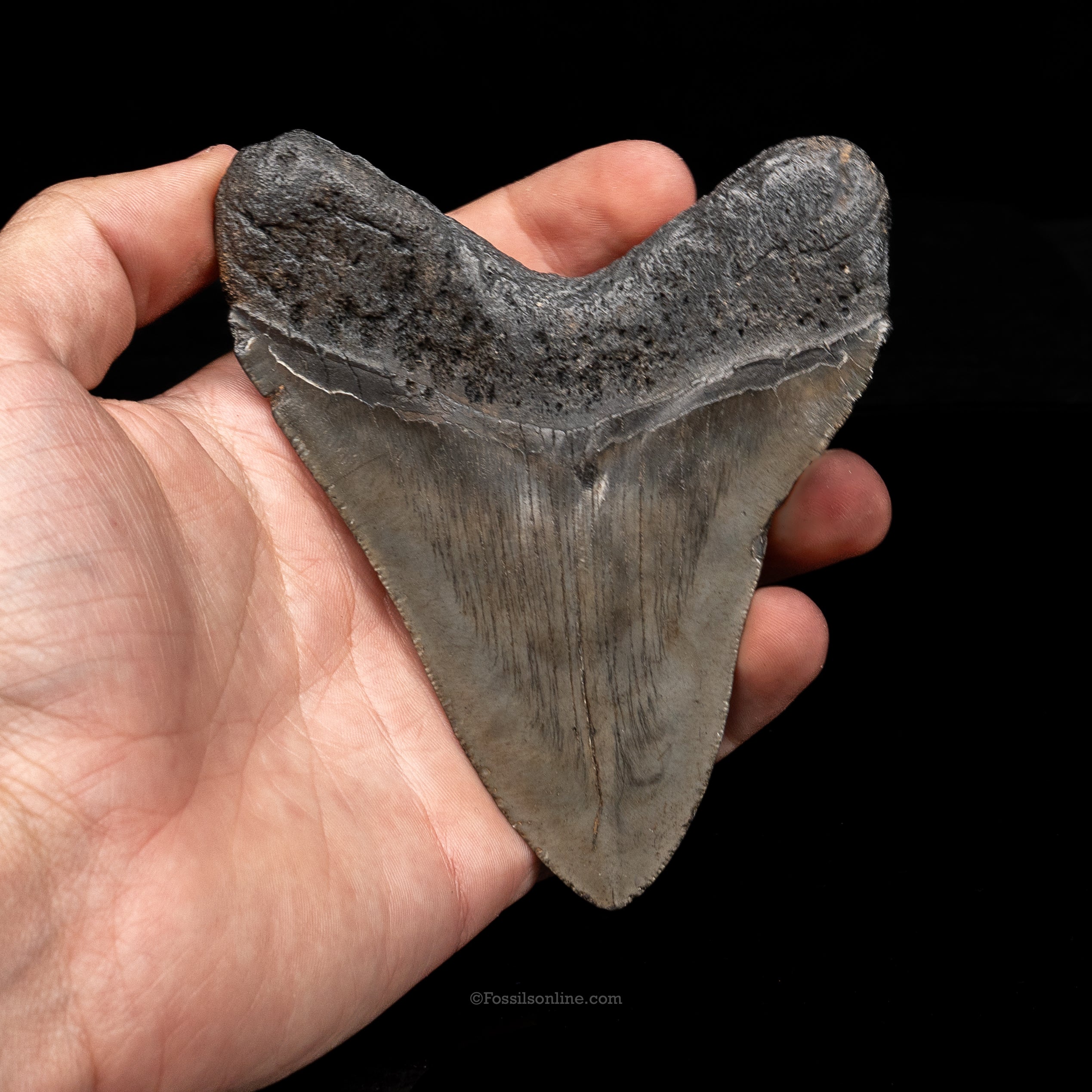 South Carolina Megalodon 4.56"