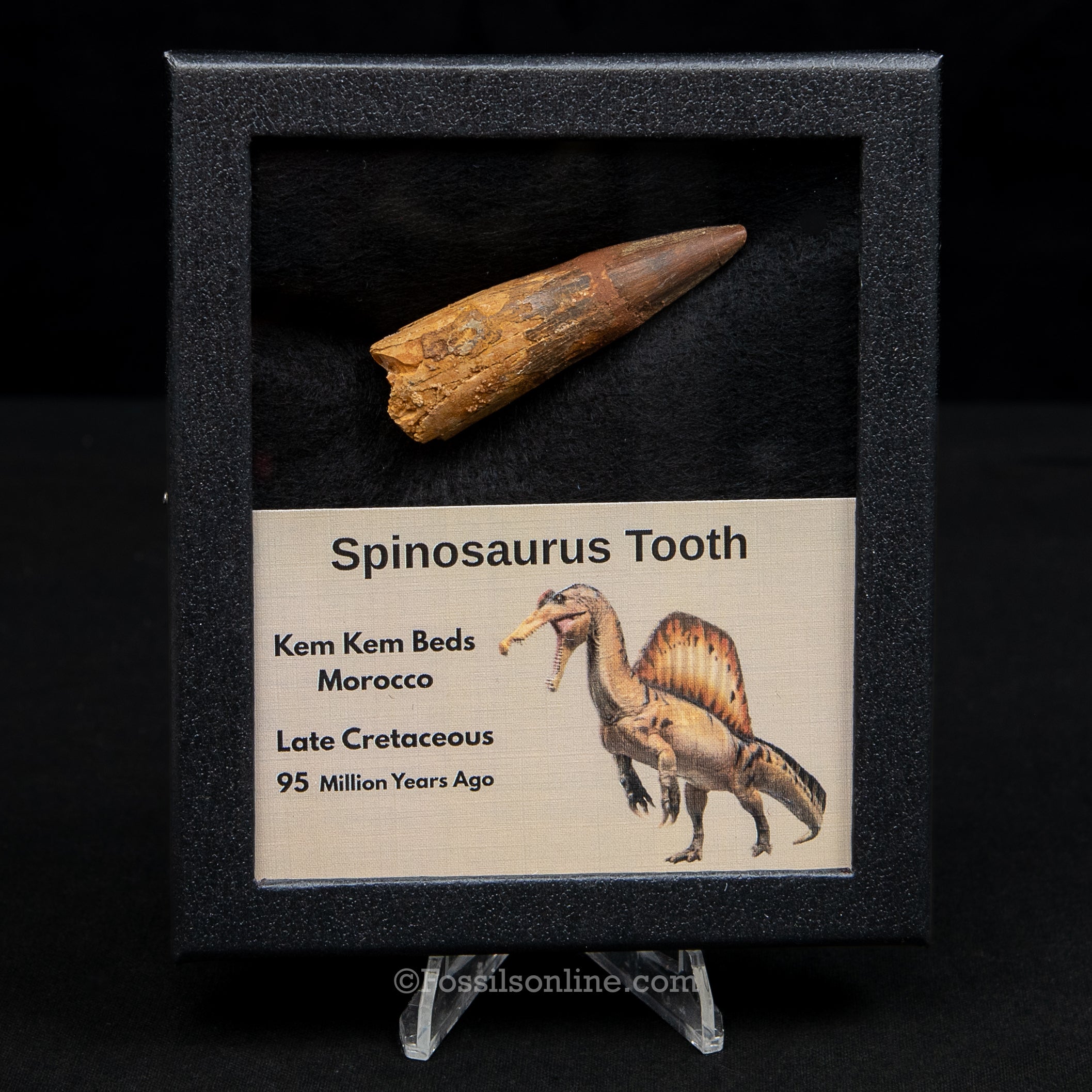 Spinosaurus Dinosaur Tooth Med Case