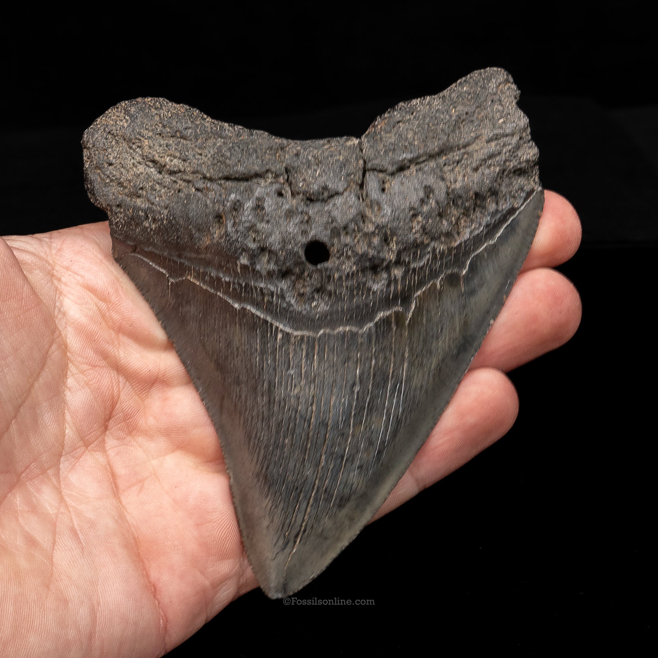 South Carolina Megalodon 4.42"