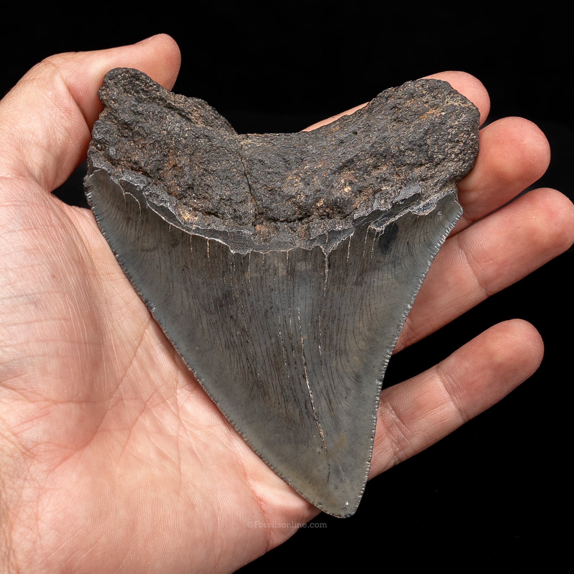 South Carolina Megalodon 4.42"