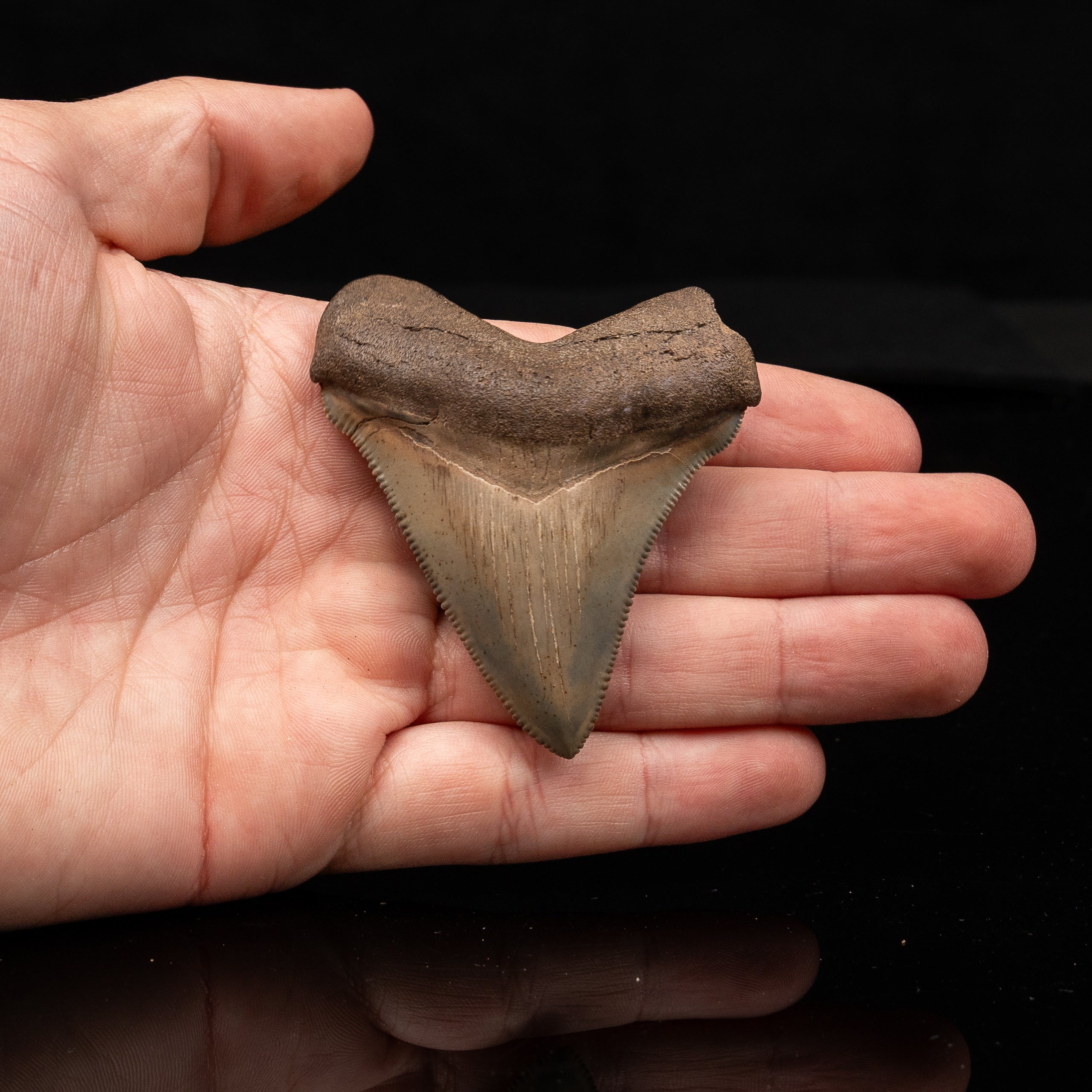 Fine Peace River Chubutensis 2.71"