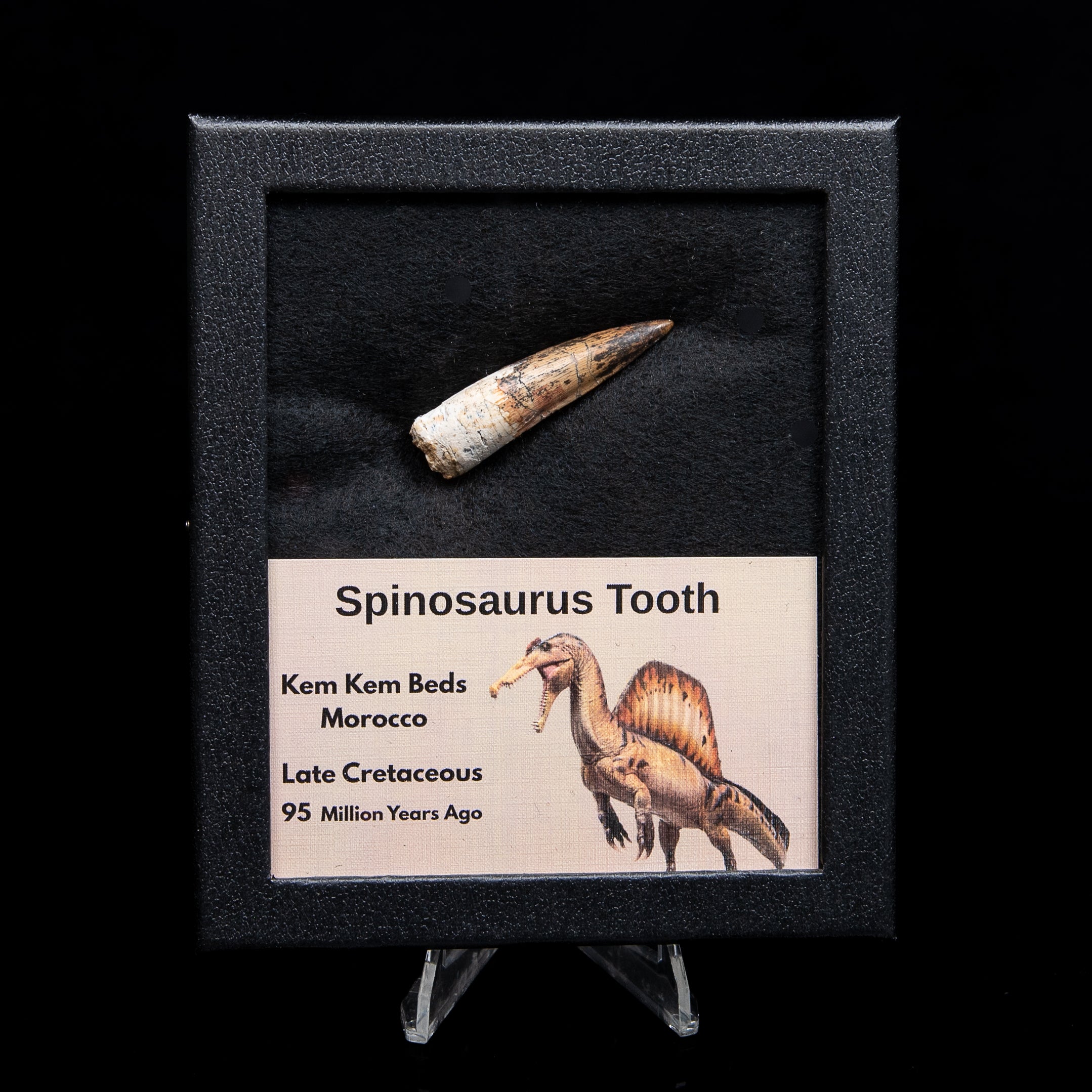 Spinosaurus Dinosaur Tooth Med Case
