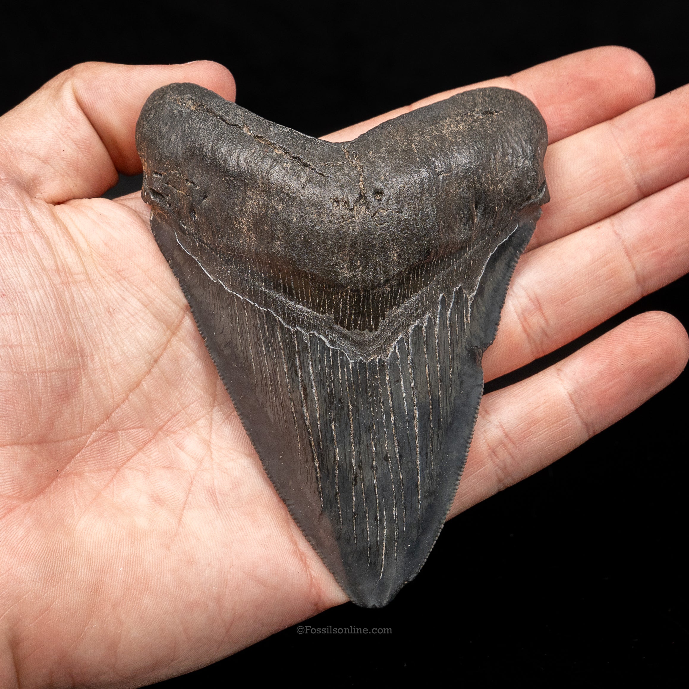 South Carolina Megalodon 4.14"