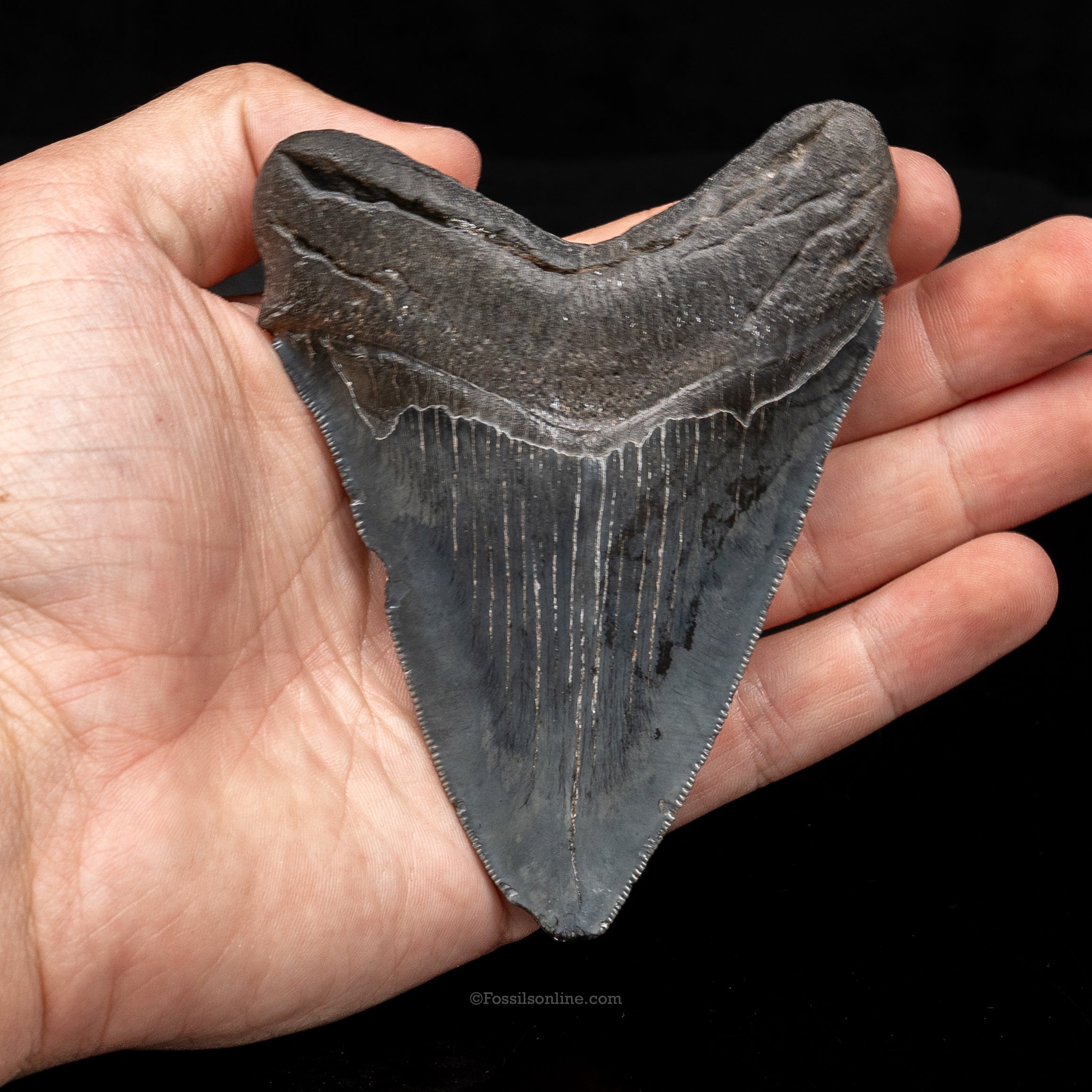 South Carolina Megalodon 4.14"