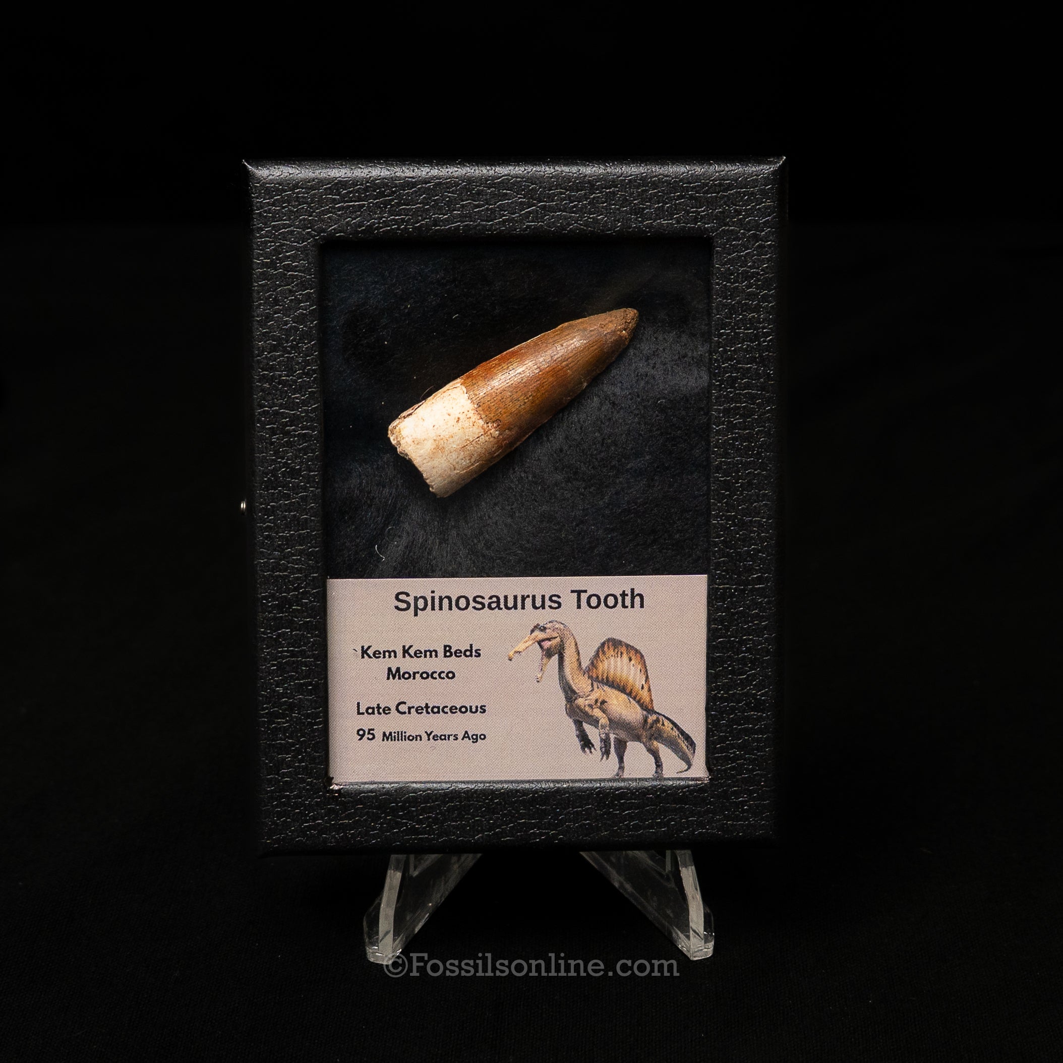 Spinosaurus Dinosaur Tooth Sm Case