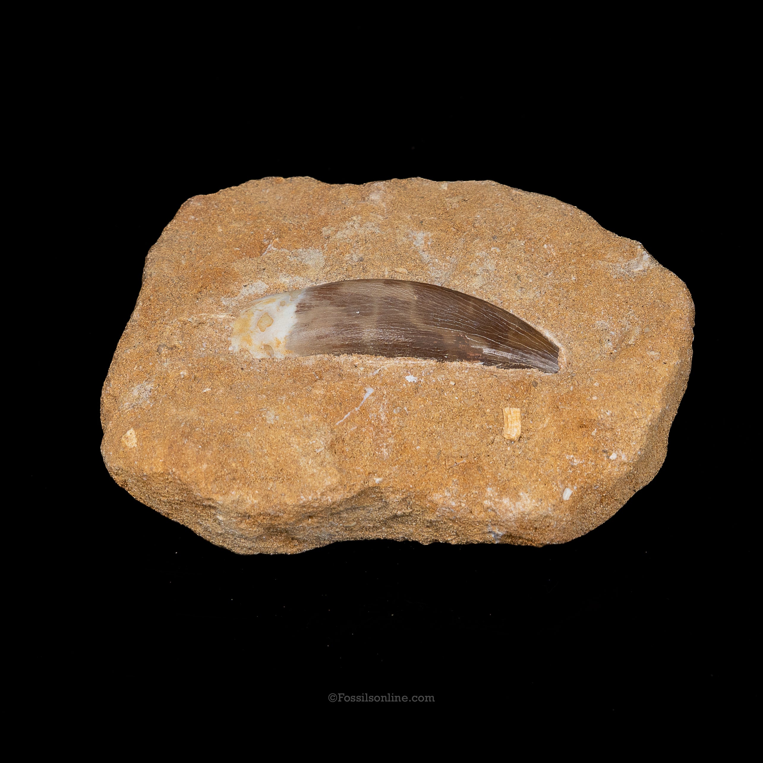 Plesiosaur Tooth in matrix