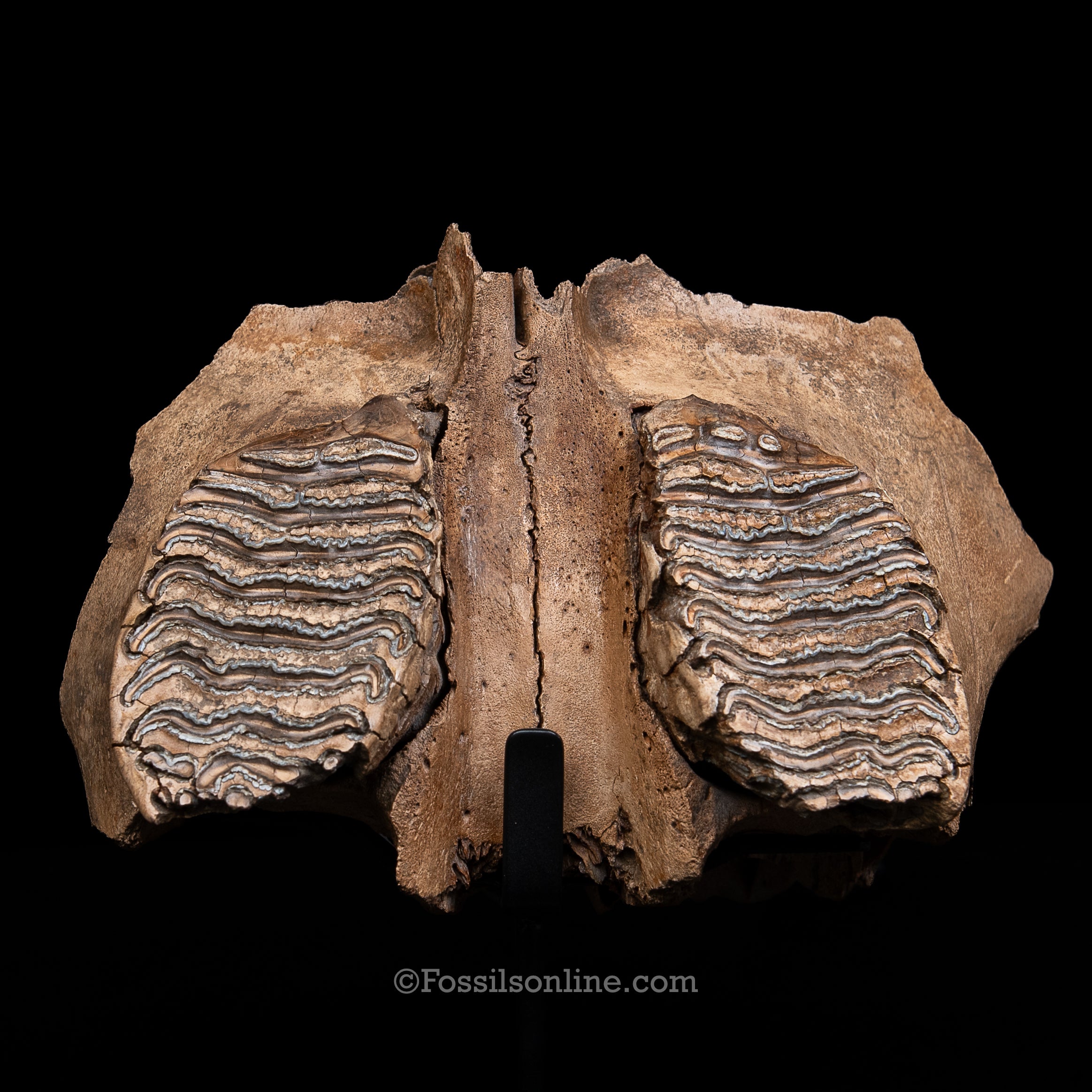Juvenile Woolly Mammoth Maxilla on Display Stand