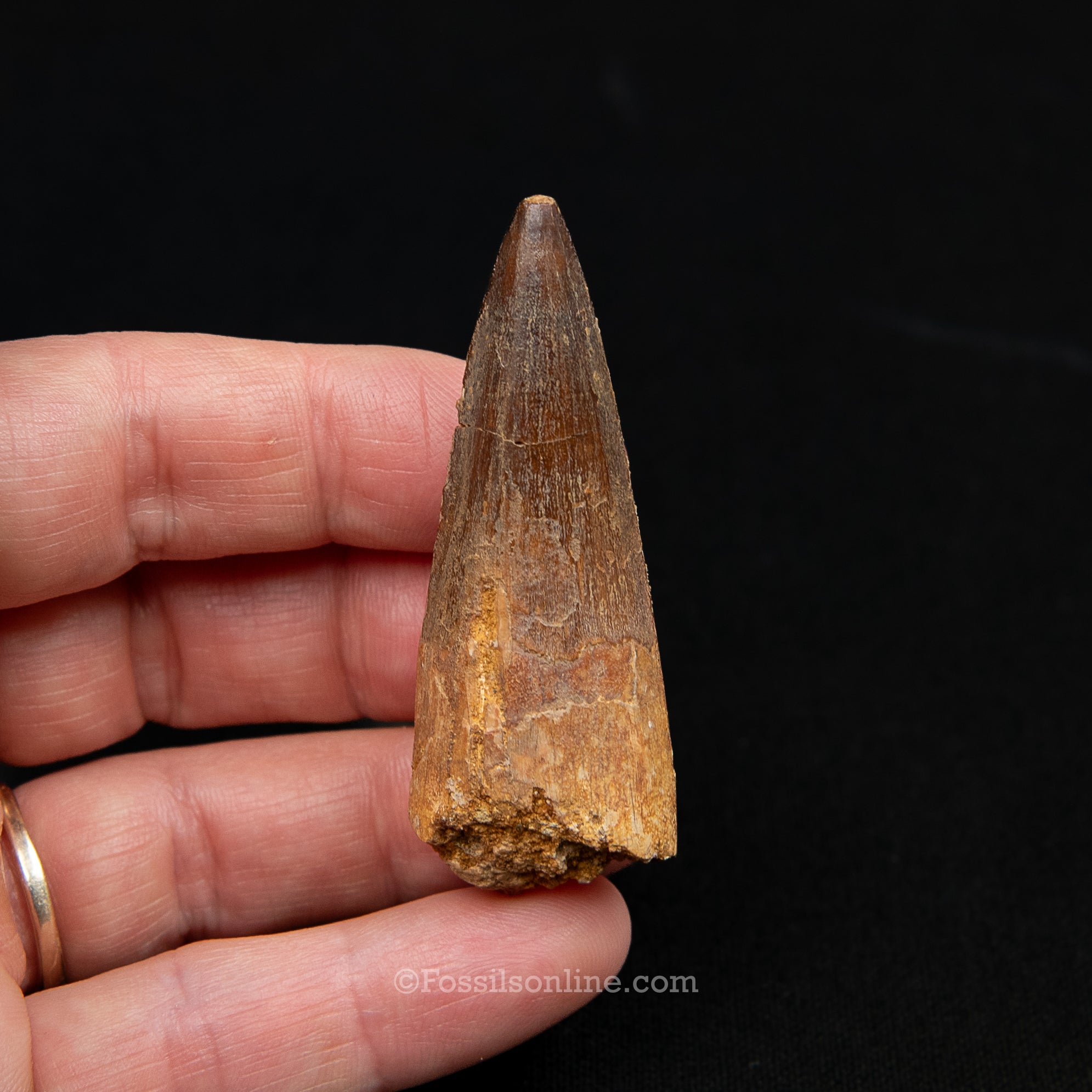 Spinosaurus Dinosaur Tooth Med Case